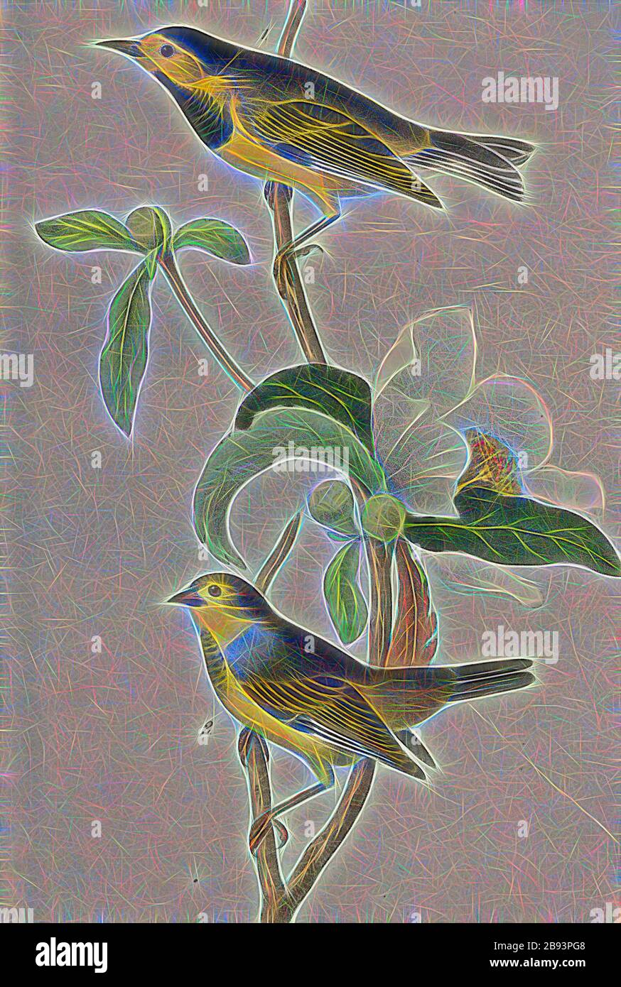 Bachman's Swamp Warbler - Gordonia pubescens, Gelber-Walmler (Vermivora bachmanii, Helinaia bachmanii), Franklinie (Franklinia alatamaha), signiert: J.J. Audubon, J.T. Bowen, Lithographie, Pl. 108 (Bd. 2), Audubon, John James (Drawn), Bowen, J. T. (Lith.), 1856, John James Audubon: The Birds of America: From drawings made in the United States and their territories. New York: Audubon, 1856, neu gestaltet von Gibon, Design von warmen fröhlichen Leuchten von Helligkeit und Lichtstrahlen Ausstrahlung. Klassische Kunst neu erfunden mit einem modernen Twist. Fotografie inspiriert von Futurismus, umarmt dynamische Energie des Modus Stockfoto