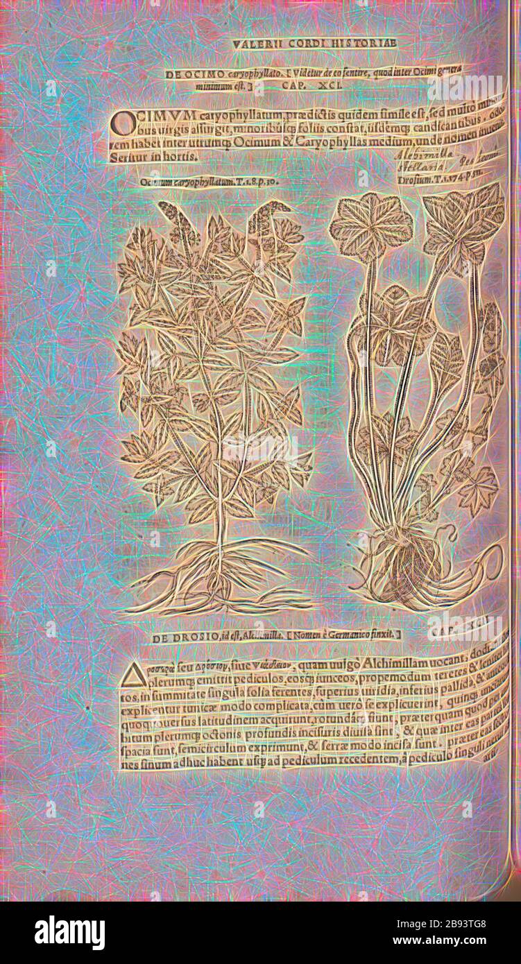 Ocimum caryophyllatum Fotos und Bildmaterial in hoher Auflösung Alamy