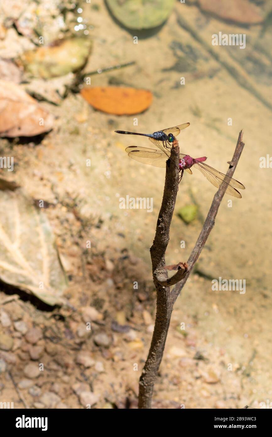 Libellen in der Stadt Manaus Amazonas Hauptstadt in Brasilien Stockfoto