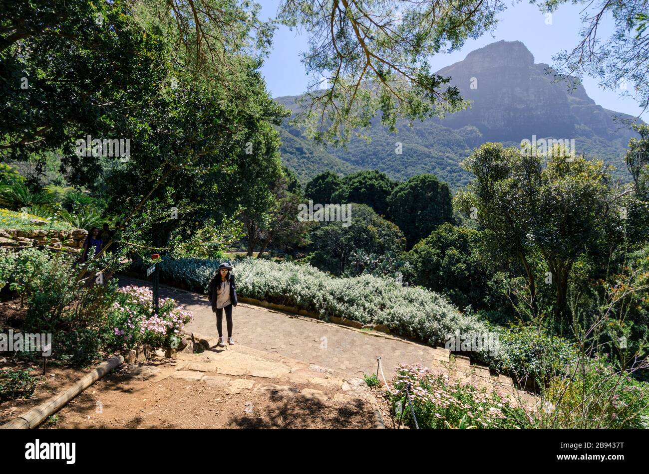 Asiatischer Tourist, der den botanischen Garten Kirstenbosch mit Blick auf die Teufelsspitze, Kapstadt Südafrika, genießt Stockfoto