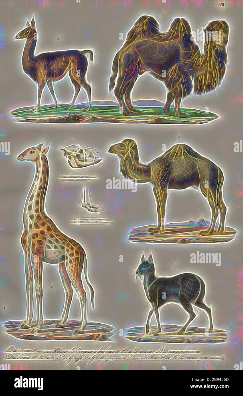 Säugetiere: Kamele, Giraffen, Moschushirsche, 1. Das Kamel mit zwei Höckern, 2. Der Drommedar, 3. Das Lama, 4. Die Giraffe, 5. Der böse Bisamratte, Tafel VII, Heinrich Rudolf Schinz: Abbildungen aus der Naturgeschichte. Zürich: Bei Friedrich Schulthess, [1824], Neugestaltung von Gibon, Gestaltung von warmen fröhlichen Leuchten von Helligkeit und Lichtstrahlen Ausstrahlung. Klassische Kunst neu erfunden mit einem modernen Twist. Fotografie inspiriert von Futurismus, umarmt dynamische Energie der modernen Technologie, Bewegung, Geschwindigkeit und Kultur revolutionieren. Stockfoto