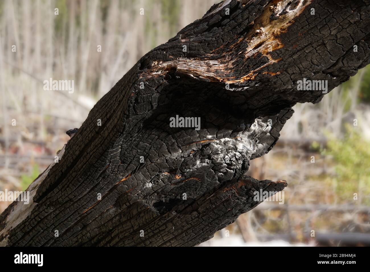Nahaufnahme eines Baumstammes, der bei einem Waldbrand schwer beschädigt wurde. Stockfoto