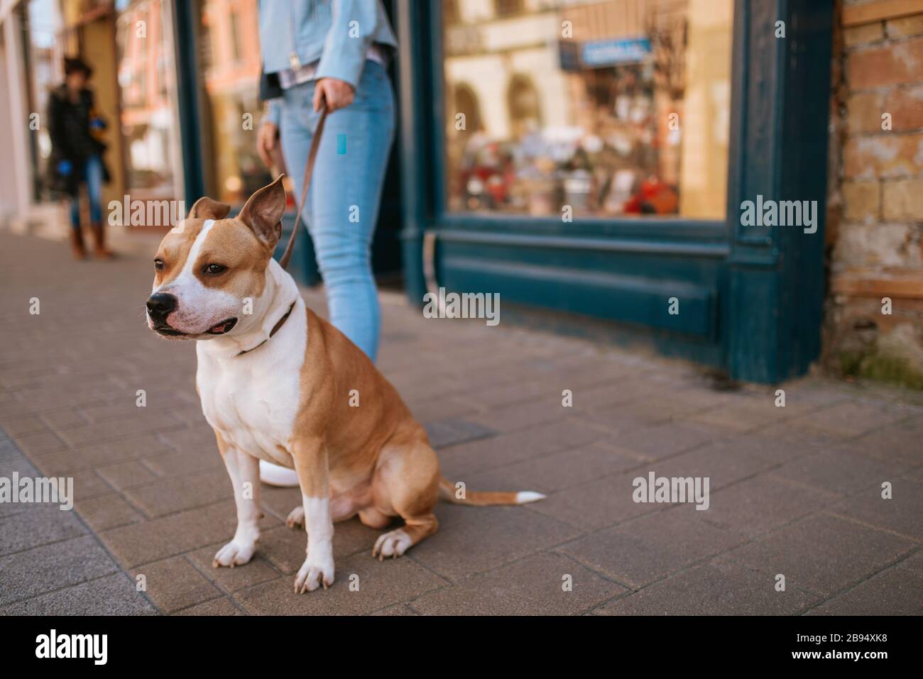 Ein schöner brauner Hund brütet American stafford auf der Straße Stockfoto