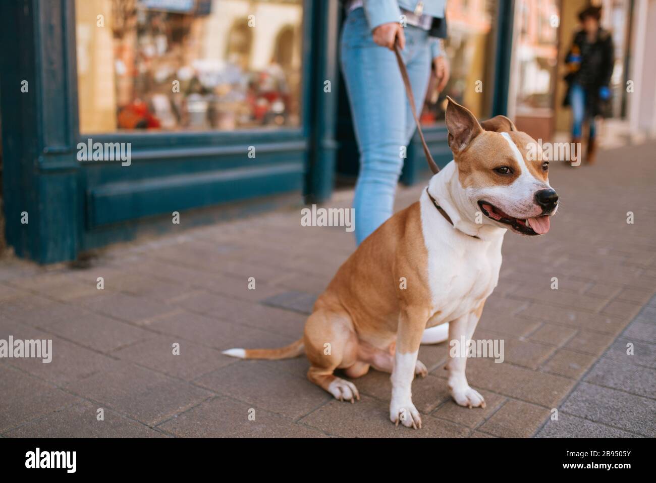 Ein schöner brauner Hund brütet American stafford auf der Straße Stockfoto