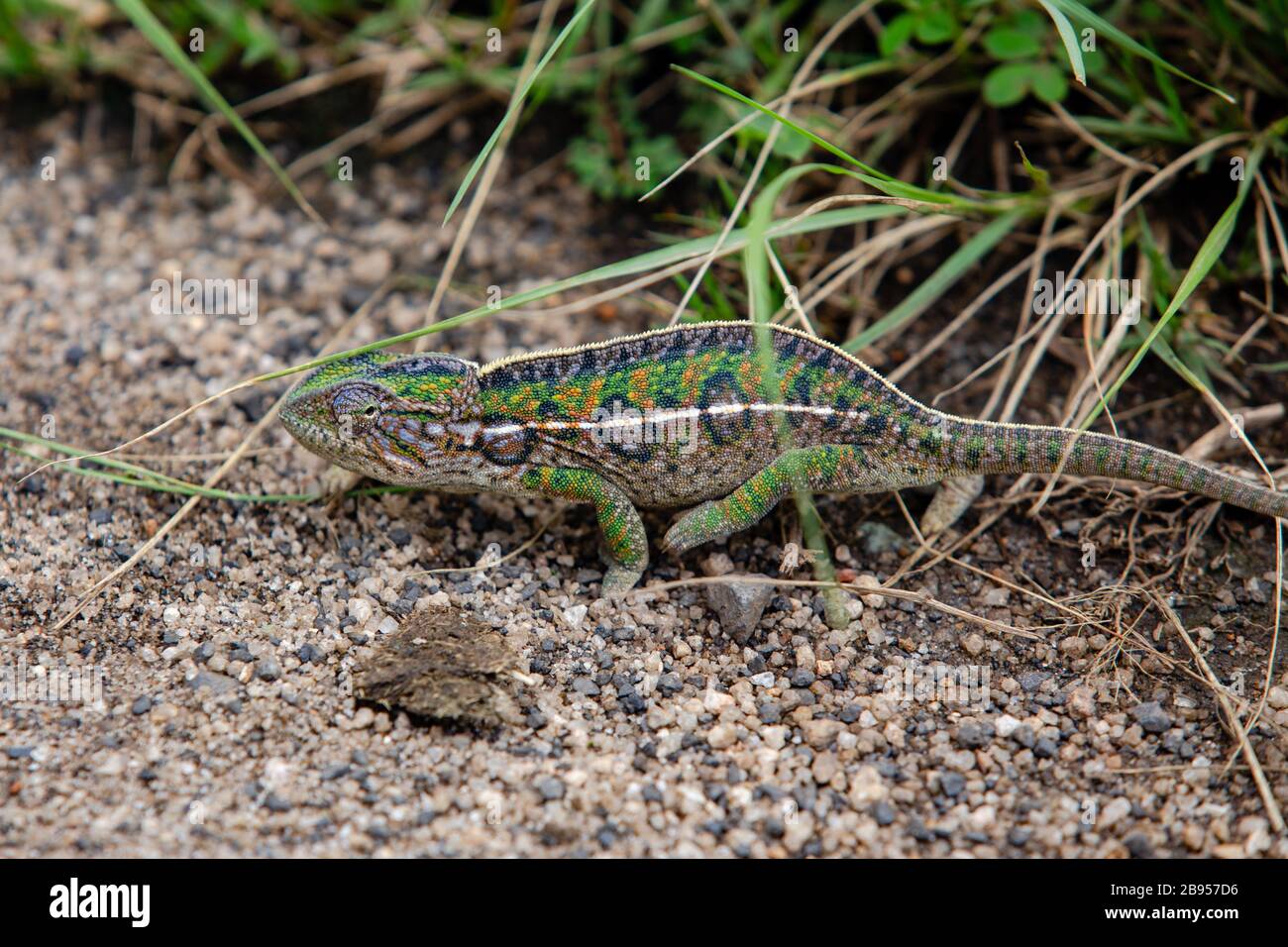 Chamäleon in Madagaskar Stockfoto