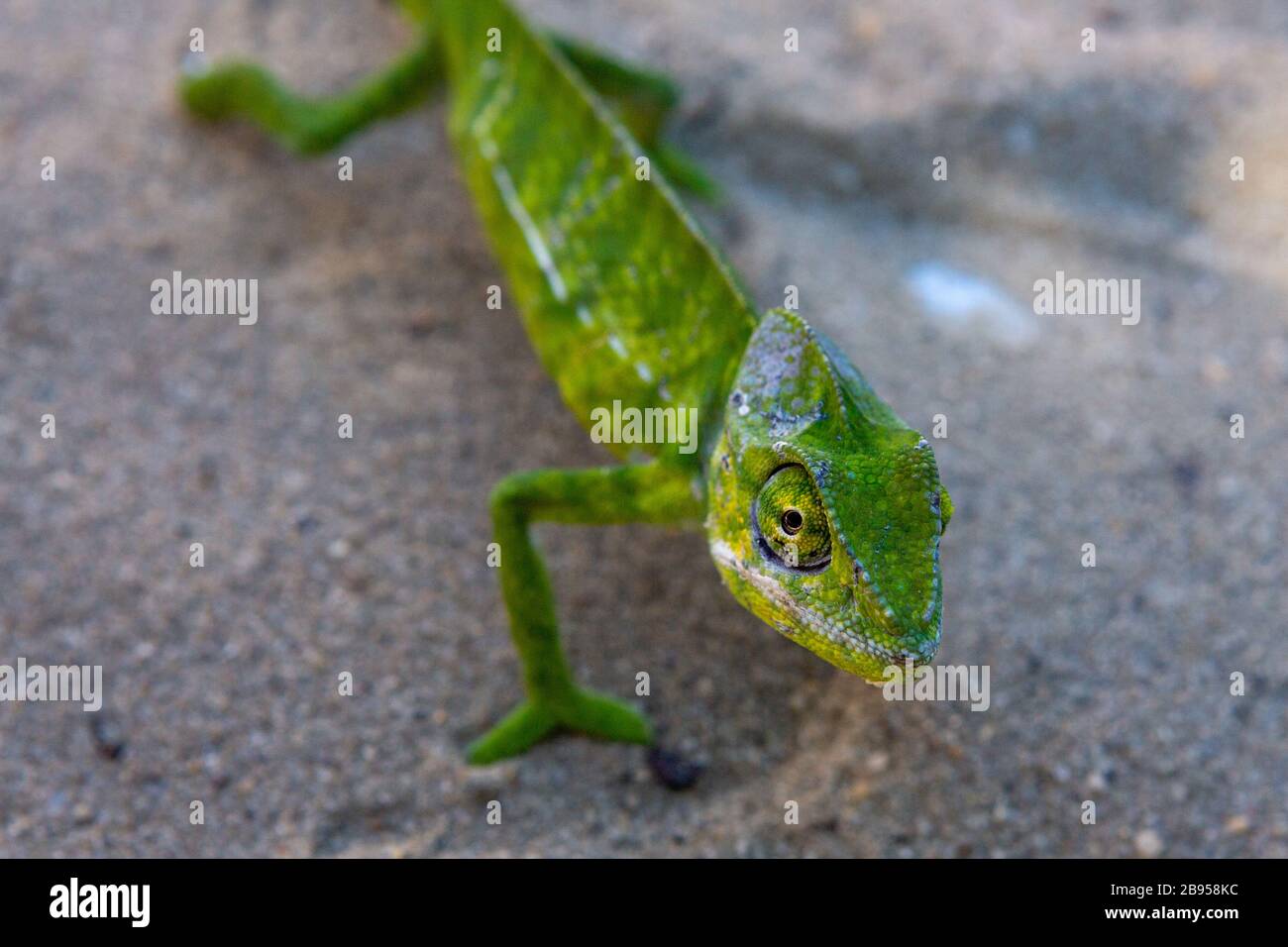 Chamäleon in Madagaskar Stockfoto