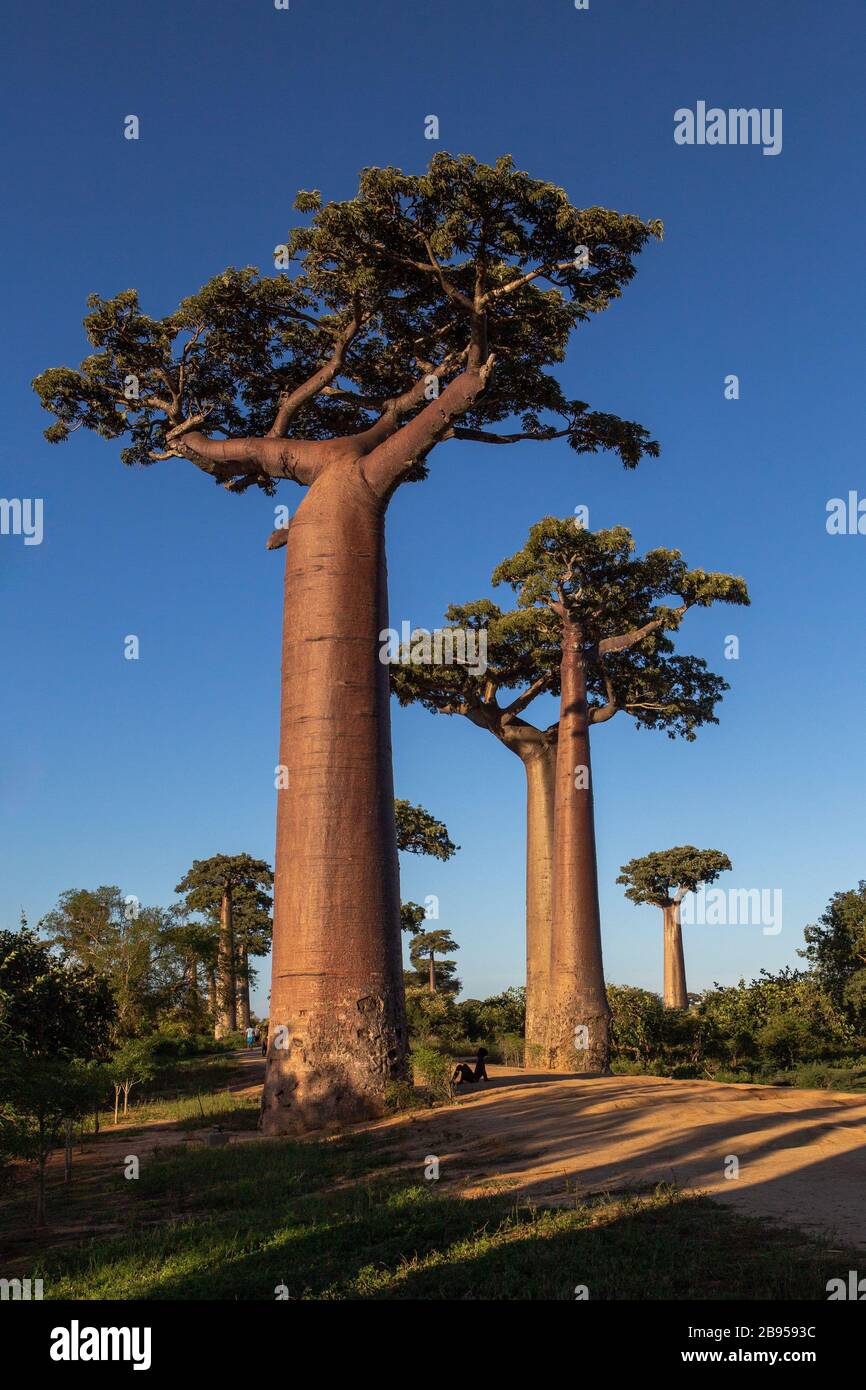 Allee der Baobabs in der Nähe von Morondava, Madagaskar Stockfoto