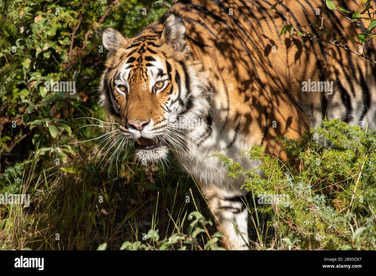 Sibirischer Tiger prowling bei Triple D in Montana Stockfoto