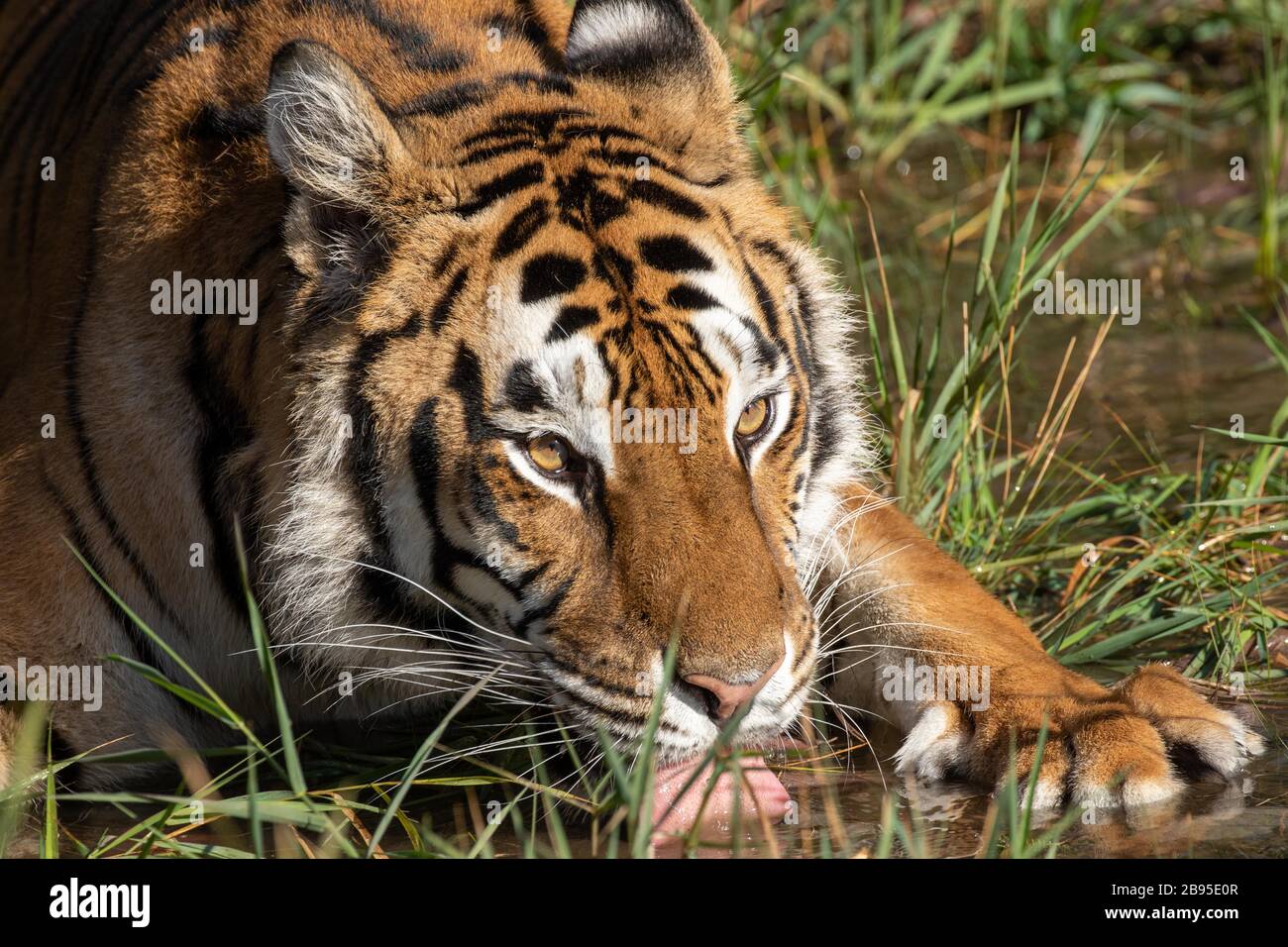 Sibirischer Tiger trinkt aus einer Wasserhalle bei Triple D in Montana Stockfoto