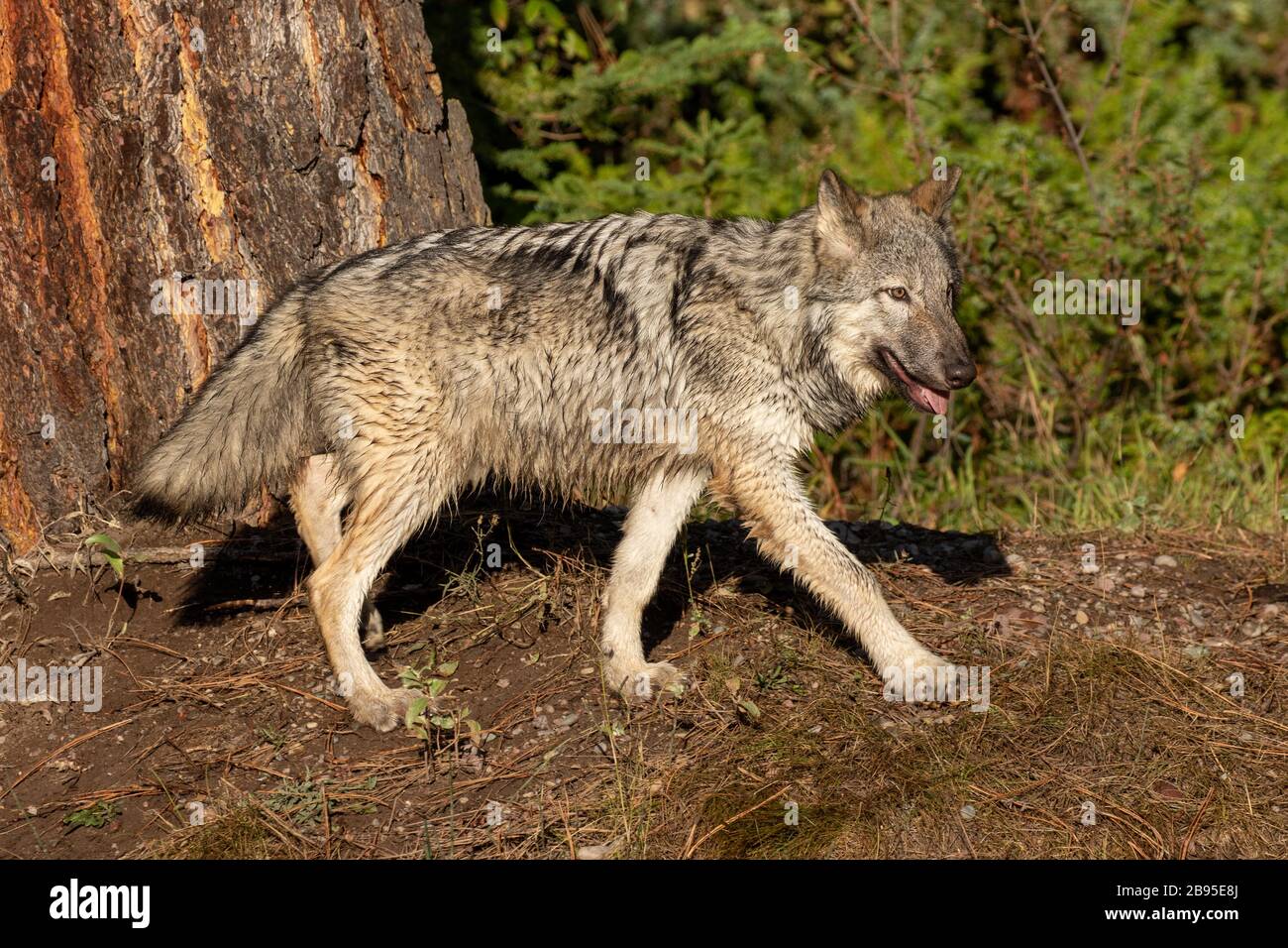 Junger Holzwolf bei Triple D in Montana Stockfoto