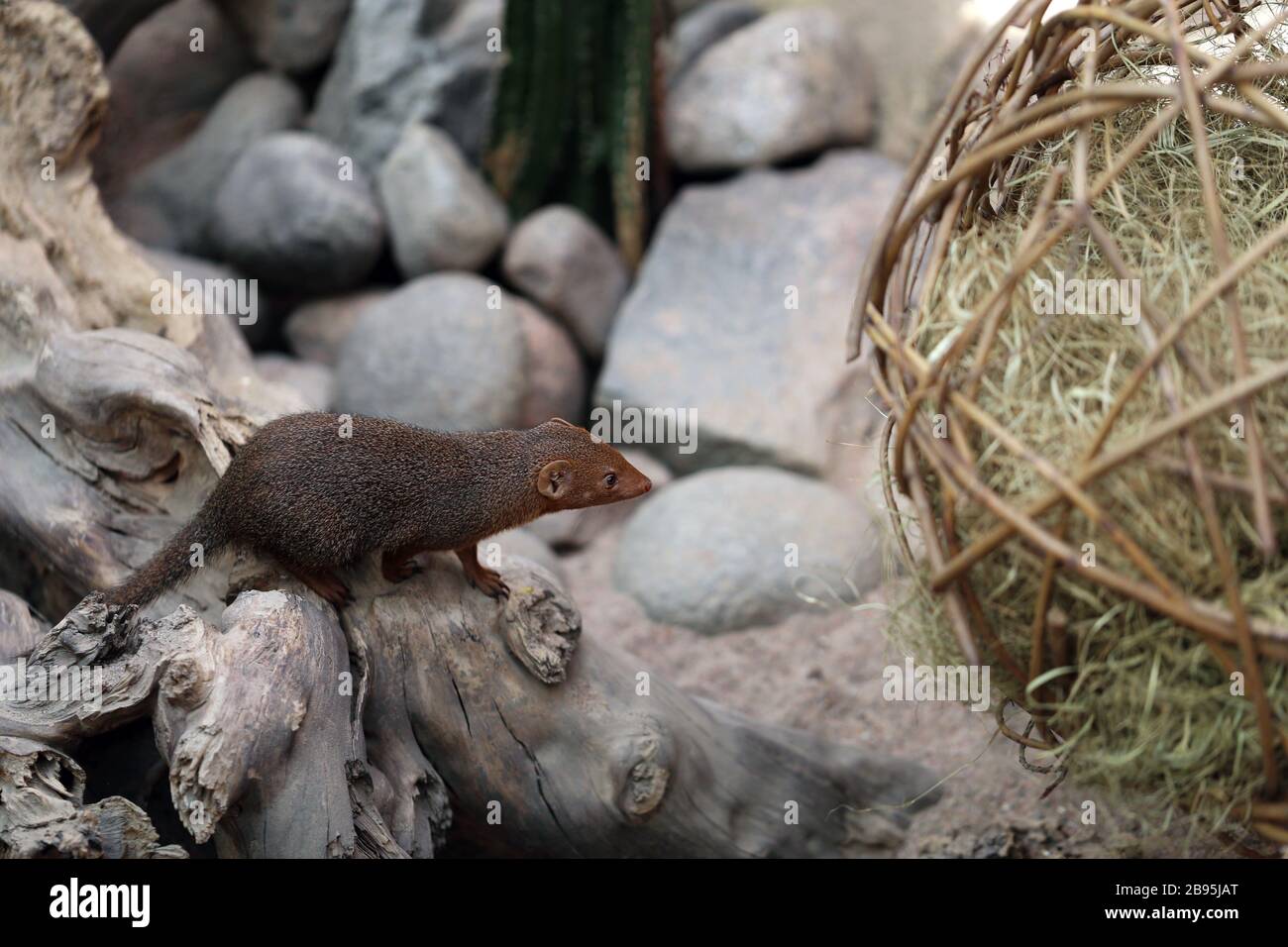 Gewöhnliche Zwergmongoosen (Helogale parvula) im Korkeasaari Zoo in Helsinki, Finnland, Juni 2019. Diese Kleintiere sind Fleischfresser aus Afrika. Stockfoto