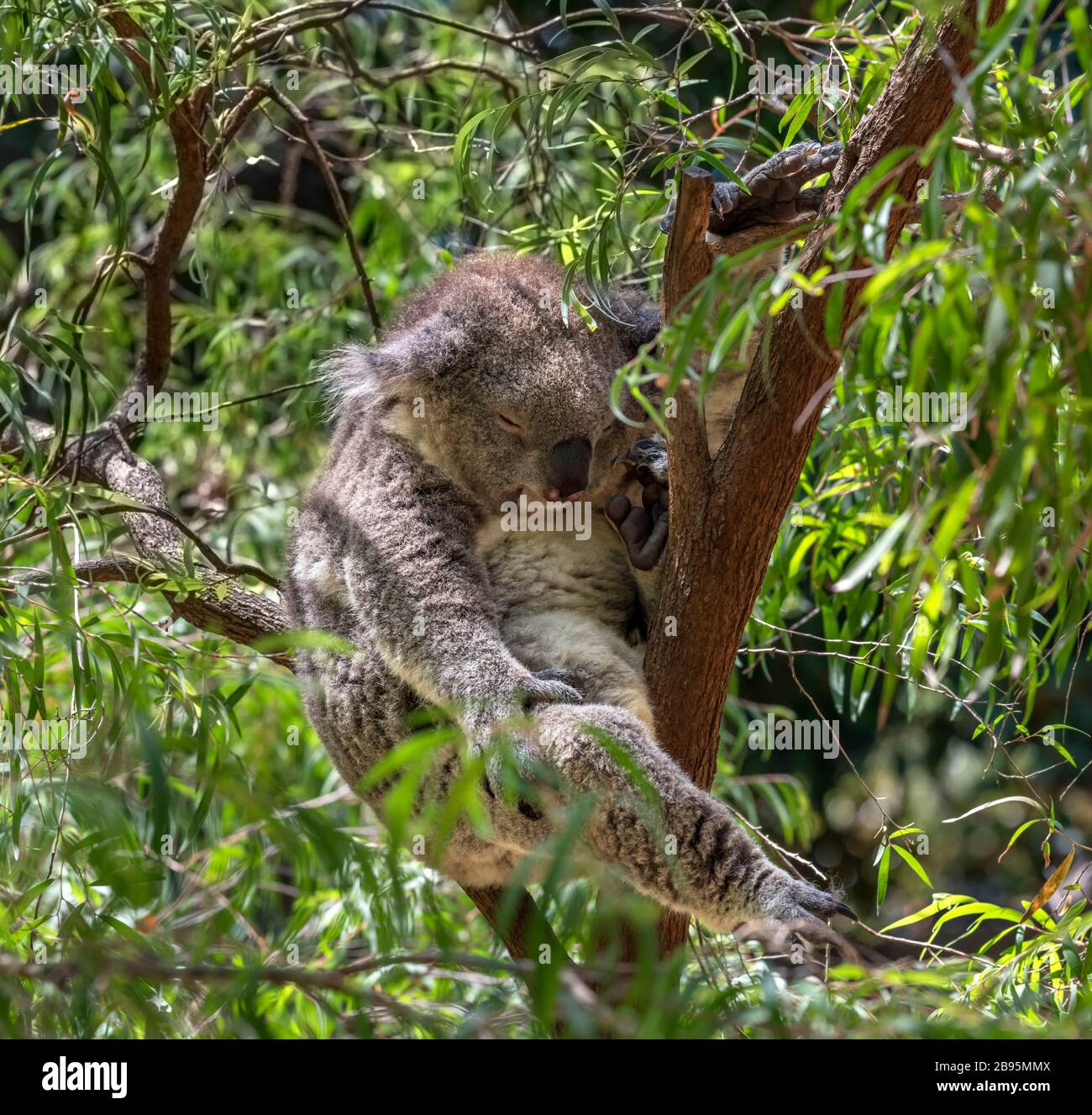 Koala (Phascolarctos cinereus), oft als Koala-Bär bezeichnet, schläft in einem Baum. Stockfoto