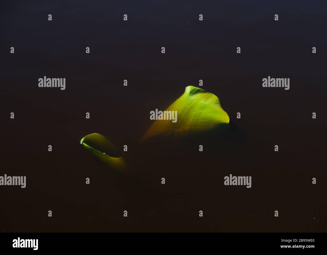 Entfaltungsblatt der gelben Seerose, im Frühjahr aus dunklem Wasser auftauchend Stockfoto