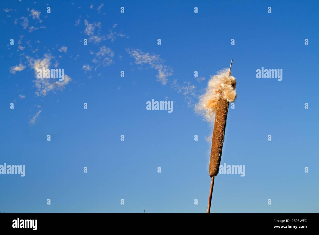 Reifer Dorn des gemeinen Bulrush, der flauschige Achänen gegen einen blauen Himmel freisetzt Stockfoto
