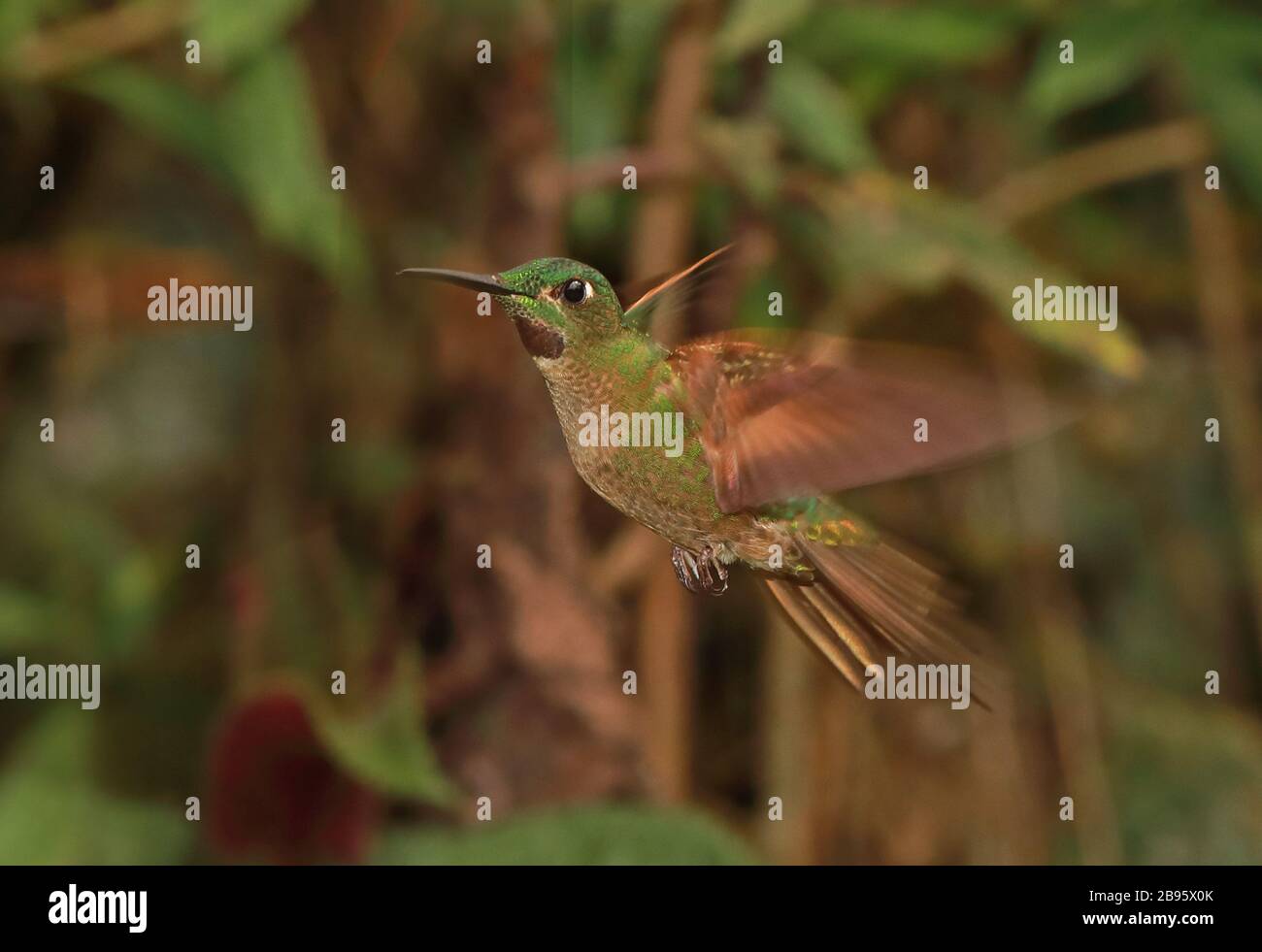Fawn-breasted Brilliant (Heliodoxa rubinoides cervinigularis) adultes männliches Hovering in Flight Huembo Lodge, Peru Februar Stockfoto
