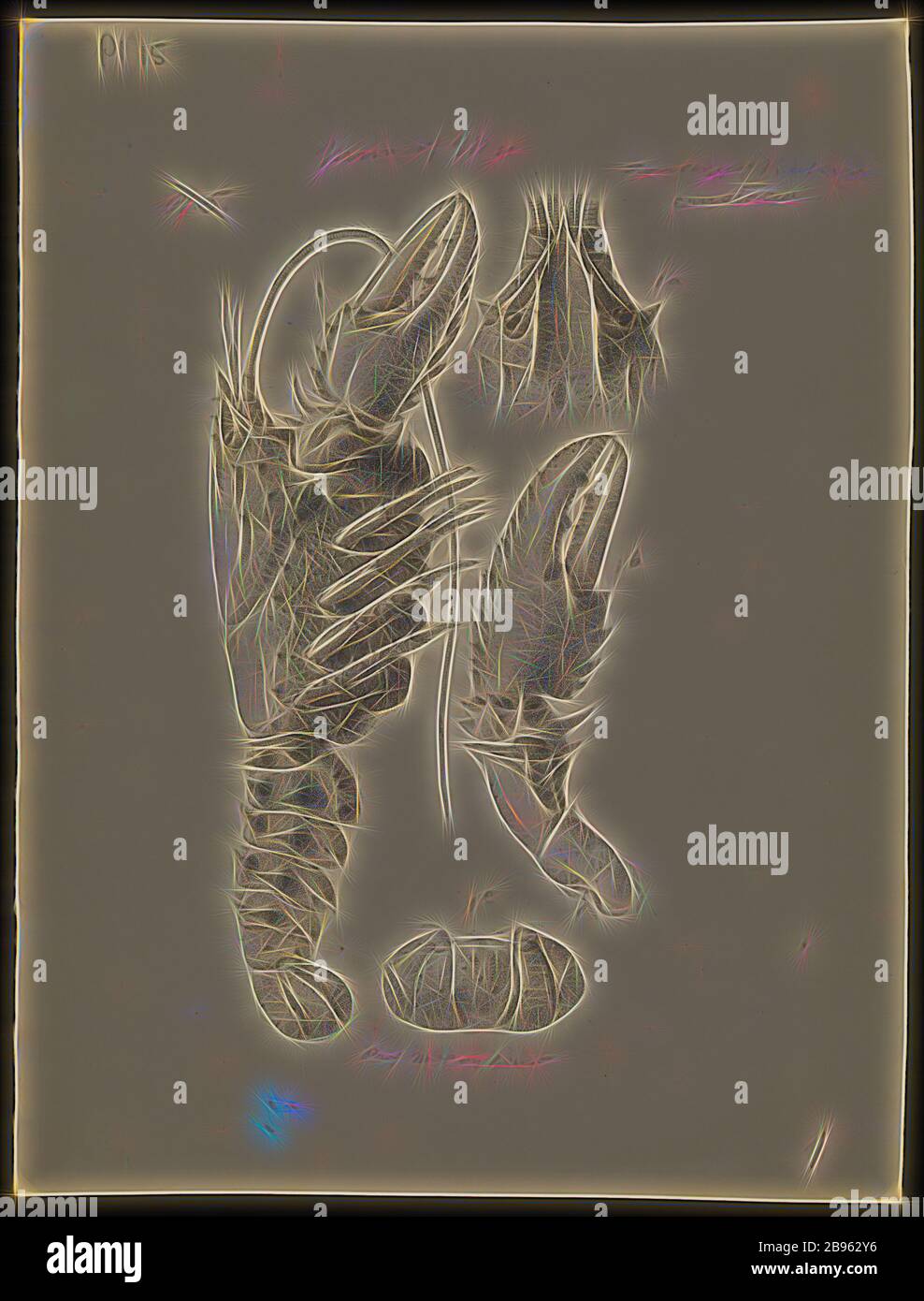 Lithographisch einfarbig - Murray Spiny Crayfish, Euastacus armatus, Ludwig Becker, vor 1878, ein Farbnachweis für Platte 15 im Prodromus der Zoologie Victorias von Frederick McCoy, von Gibon neu vorgestellt, Design von warmem, fröhlichem Leuchten von Helligkeit und Lichtstrahlen. Klassische Kunst mit moderner Note neu erfunden. Fotografie, inspiriert vom Futurismus, die dynamische Energie moderner Technologie, Bewegung, Geschwindigkeit und Kultur revolutionieren. Stockfoto