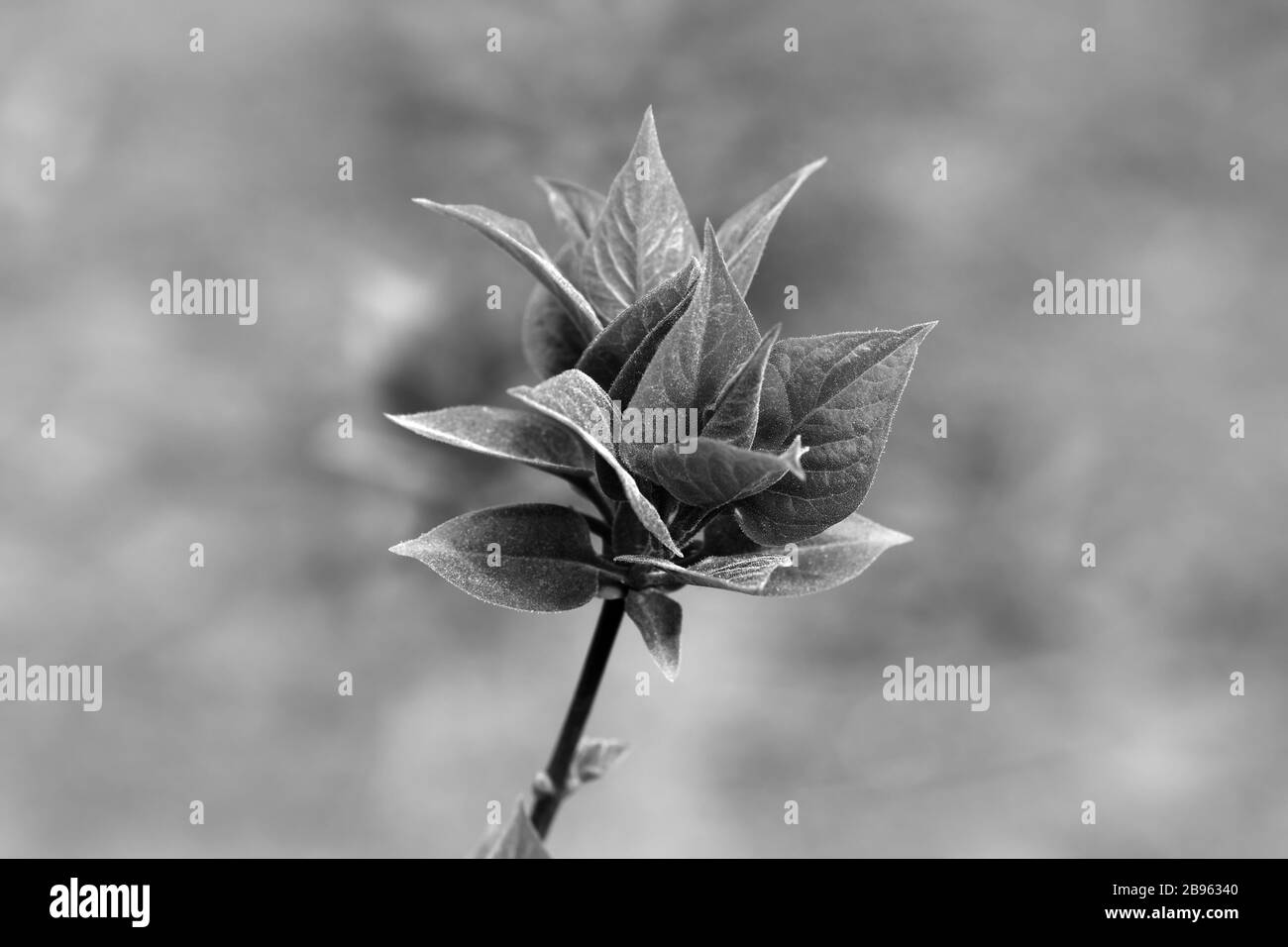 Federperücke mit jungen Blättern. Schwarz-weiß gezungtes Bild. Stockfoto
