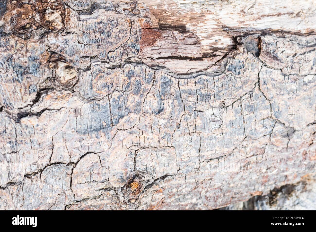 Holzstruktur Stockfoto