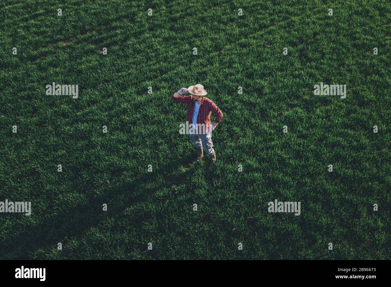 Weizenbauer steht und blickt auf das Weizengrasfeld, Luftbild eines erwachsenen männlichen Landarbeiters, der Plantage untersucht Stockfoto