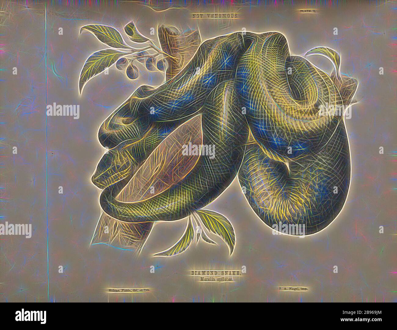 Platte - Diamant-Schlange, Morelia Spilotes, der hier abgebildete Druck war einer in Kreffts limitierter Auflage von 700 Exemplaren, Snakes of Australia, veröffentlicht von der Regierung Drucker, obwohl von Krefft selbst finanziert im Jahr 1869. Platte I des Krefft-Buches ist die Diamantschlange, die von der Naturhistorieillustratorin Helena Forde gezeichnet und lithographiert wurde. Die Diamond Python gehört zur Gruppe der Teppichpython und ist nicht giftig und hat ein von Gibon neu gestaltendes Design mit warmen, fröhlichen Strahlen von Helligkeit und Lichtstrahlen. Klassische Kunst neu erfunden mit einem modernen Twist. Fotografie inspiriert von Stockfoto