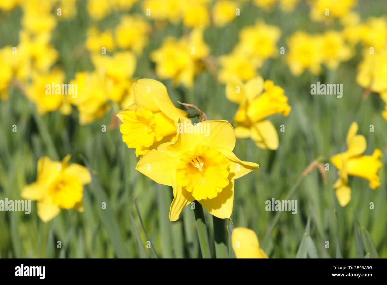 Narzissen in voller Blüte bei dem ersten warmen Wetter 2020. Stockfoto