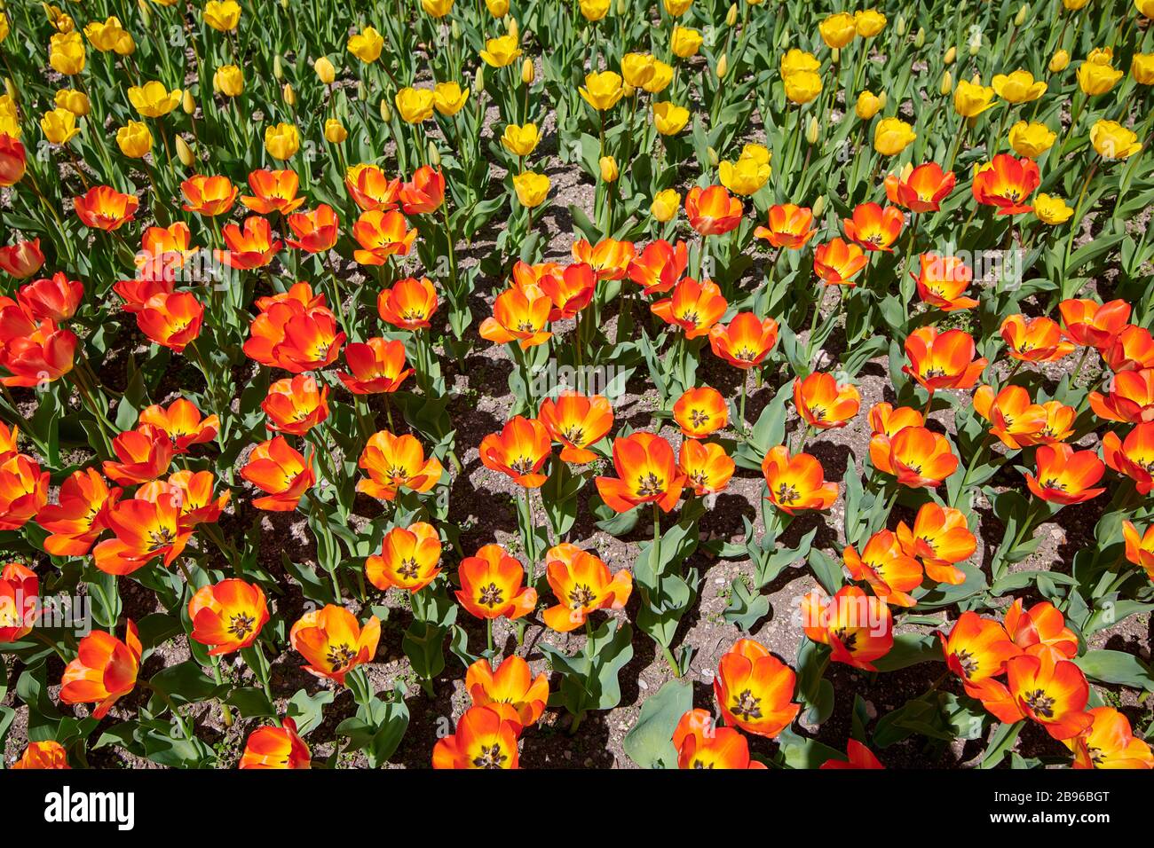 Nahaufnahme des gelben kalifornischen Poppy Stockfoto