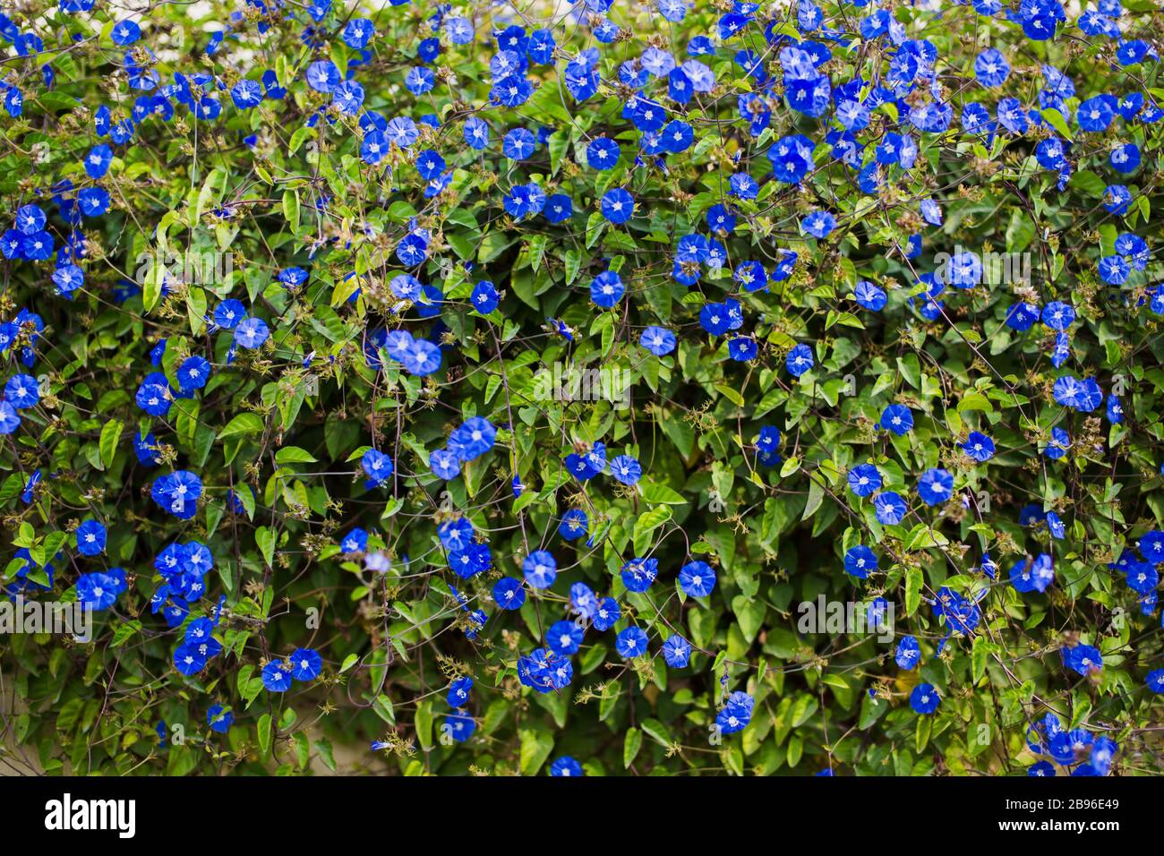 Wiese Pflanze Hintergrund: blaue Blümchen - Vergissmeinnicht hautnah und  grünen Rasen. Flachen DOF Stockfotografie - Alamy