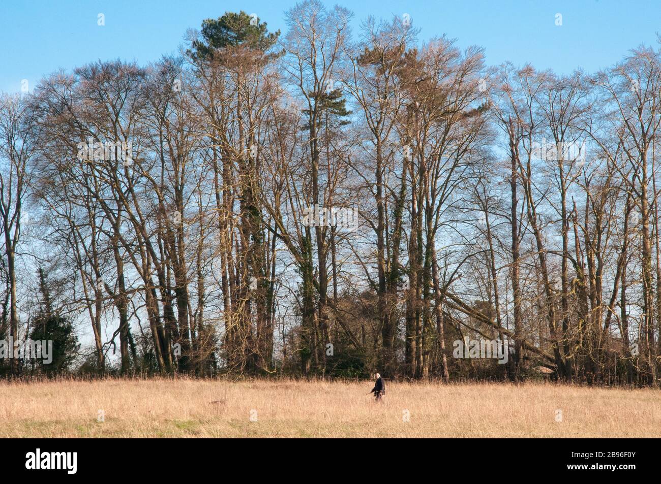 Ein Mann, der seinen Hund spaziert, steht für soziale Distanzierung in Surrey, England Stockfoto