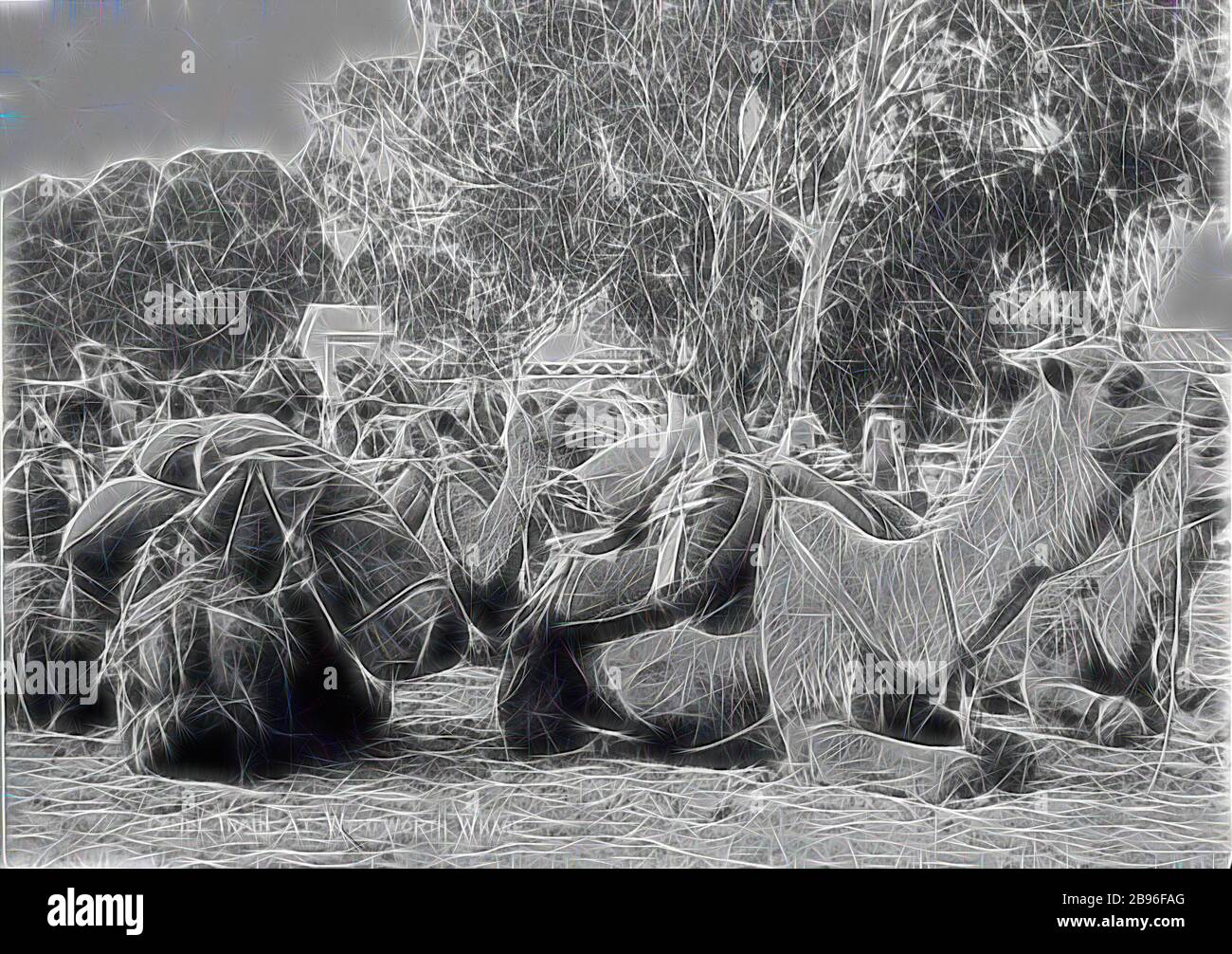 Negativ - 'Kamelzug in Wentworth Wharf', Wentworth, New South Wales, um 1905, EIN Kamelzug, der in Wentworth, New South Wales, ruht. Das Bild wurde von R. W. Martin um 1905 geschaffen. Eine Inschrift unten steht: 'Camel Train at Wentworth Wharf'. Die Kamele und ihre Kamele trugen mit Vorräten für die Bergbau- und Schafsindustrie ins Landesinnere, unterstützten den Bau der Overland Telegraph Line, der Canning Stock Route, der großen Zaunlinien und der Trans-Australia, die von Gibon neu gestaltet wurden, und entwerfen ein warmes, fröhliches Leuchten von Helligkeit und Lichtstrahlen. Klassische Kunst neu erfunden mit einem Mo Stockfoto