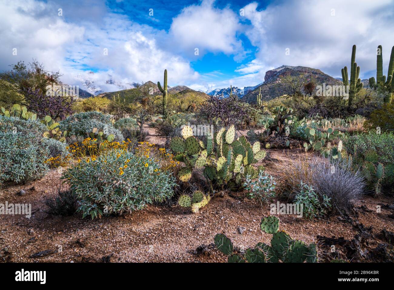 Saguaro Cactus in der Wüste von Arizona Stockfoto