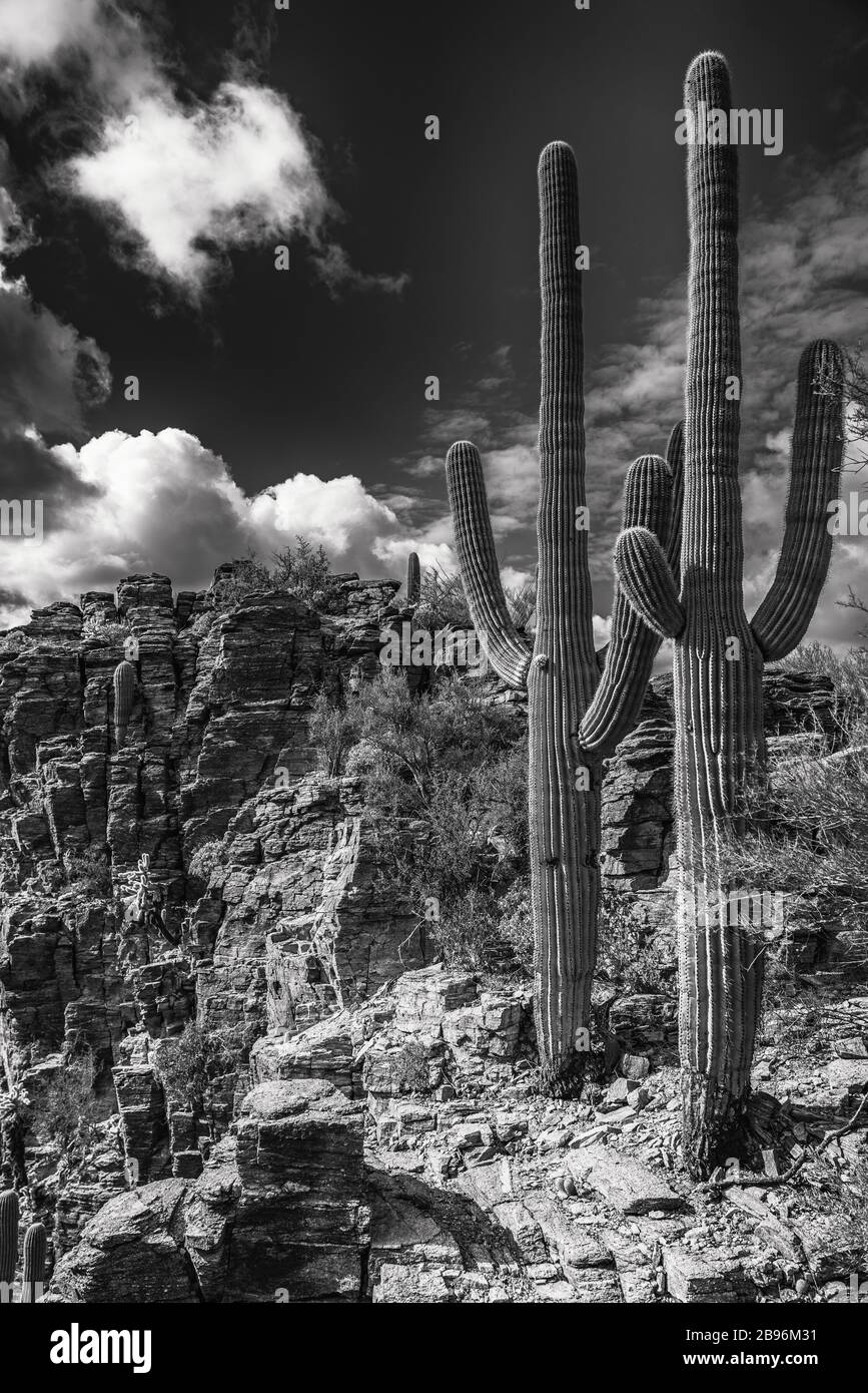 Saguaro Cactus in der Wüste von Arizona Stockfoto