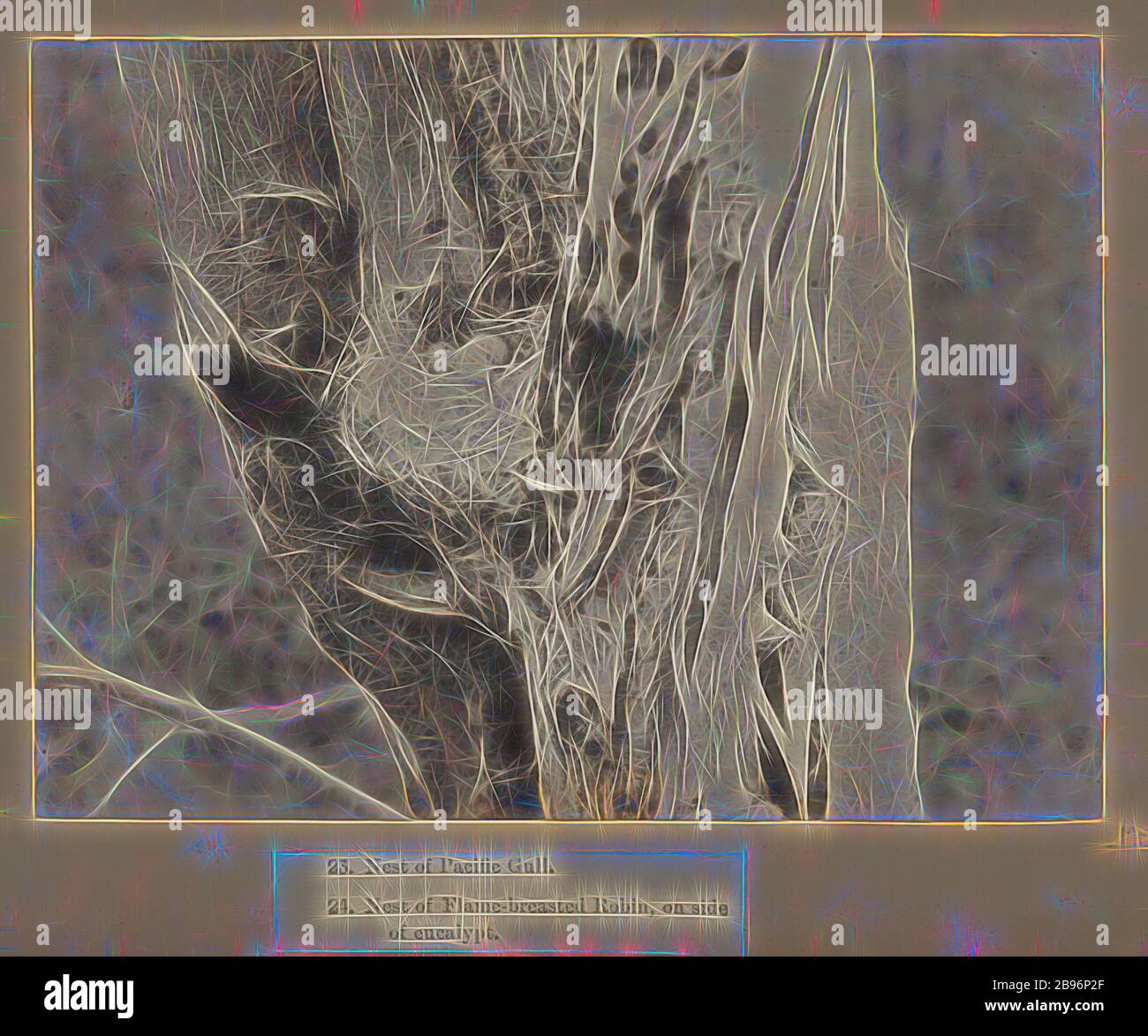 Foto - Nest des Flammenbrustkehlchen auf der Seite von Eucalypt, Kent Inselgruppe, 1890, Eine von neunundsechzig Schwarz-Weiß- und Sepia-Fotografien in einem gebundenen Album [sechs davon sind lose], aufgenommen von EINEM J Campbell während einer Expedition des Naturforscherclubs Victoria nach Kent Group of Islands, Bass Strait 1890. Das Album enthält auch eine Karte der Kent Group im inneren Frontcover und zahlreiche zeitgenössische Zeitungsausschnitte aus der Expedition., neu gestaltet von Gibon, Design von warmen fröhlichen Leuchten von Helligkeit und Lichtstrahlen Ausstrahlung. Klassische Kunst neu erfunden mit einem modernen Twist. Phot Stockfoto