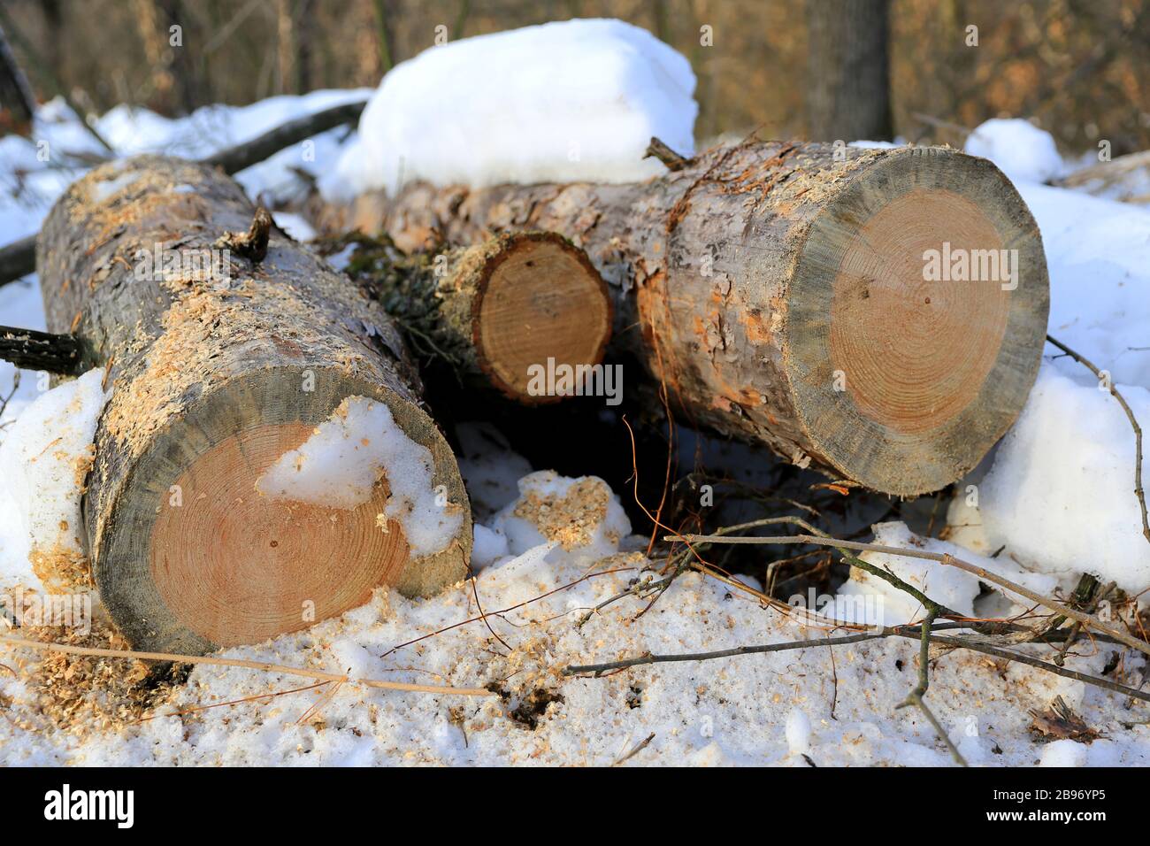 Szene mit frisch gesägten Kiefernholz im Winterwald Stockfoto