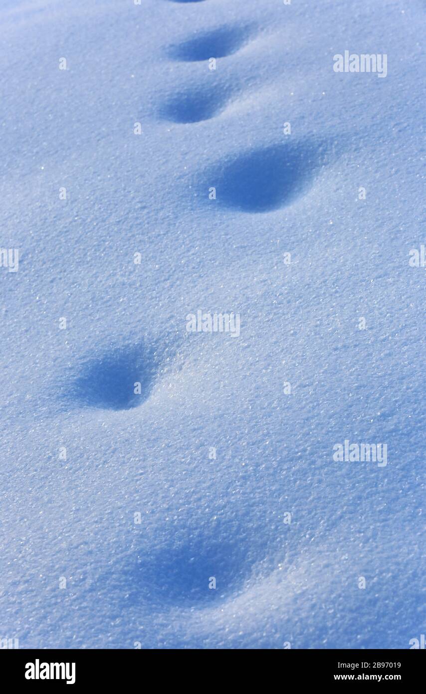 Abstrakte Fußabdrücke auf blauer Schneeoberfläche Stockfoto