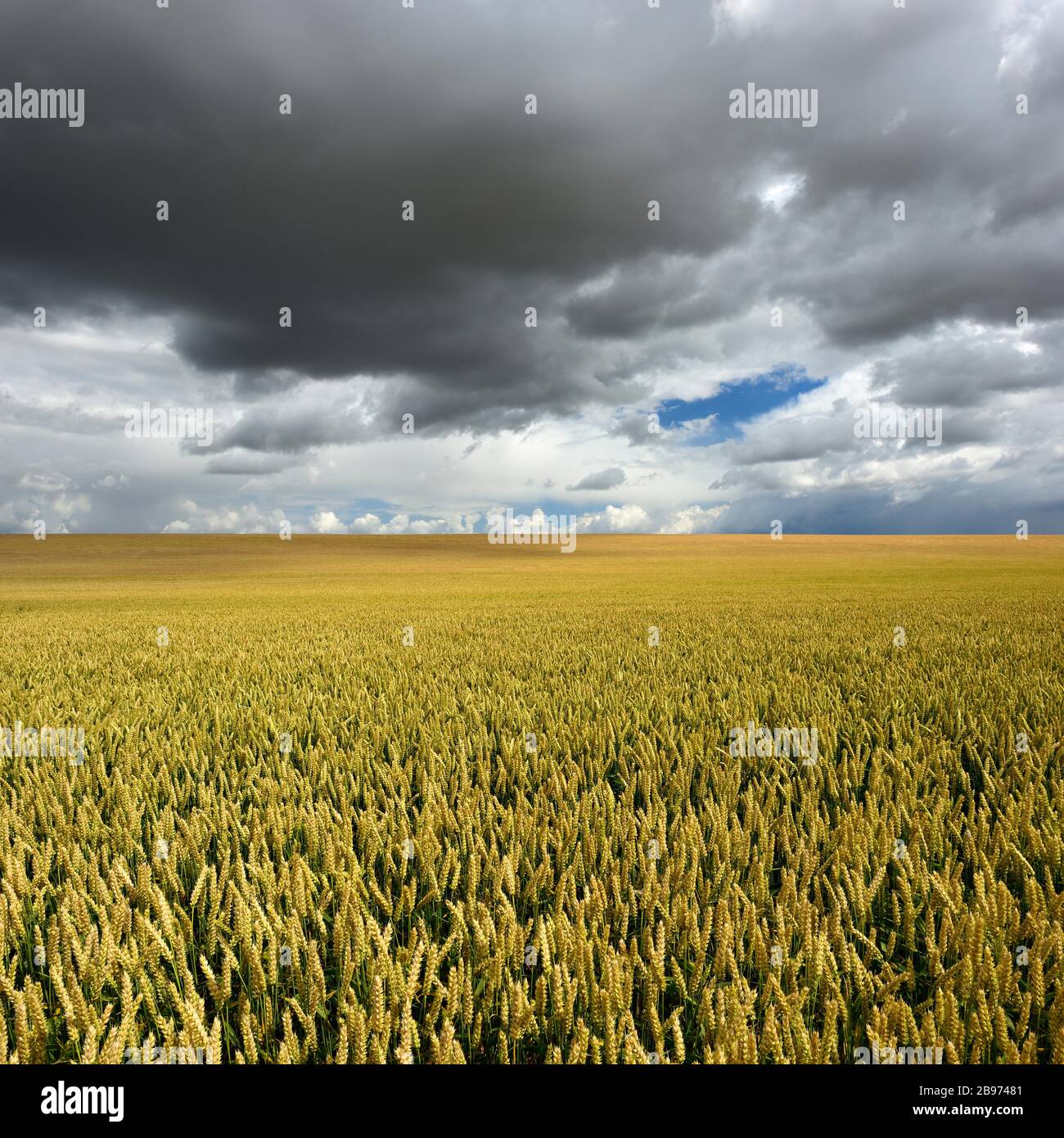 Weizenfeld unter aufsteigenden dunklen Gewitterwolken, Saalekreis, Sachsen-Anhalt, Deutschland Stockfoto