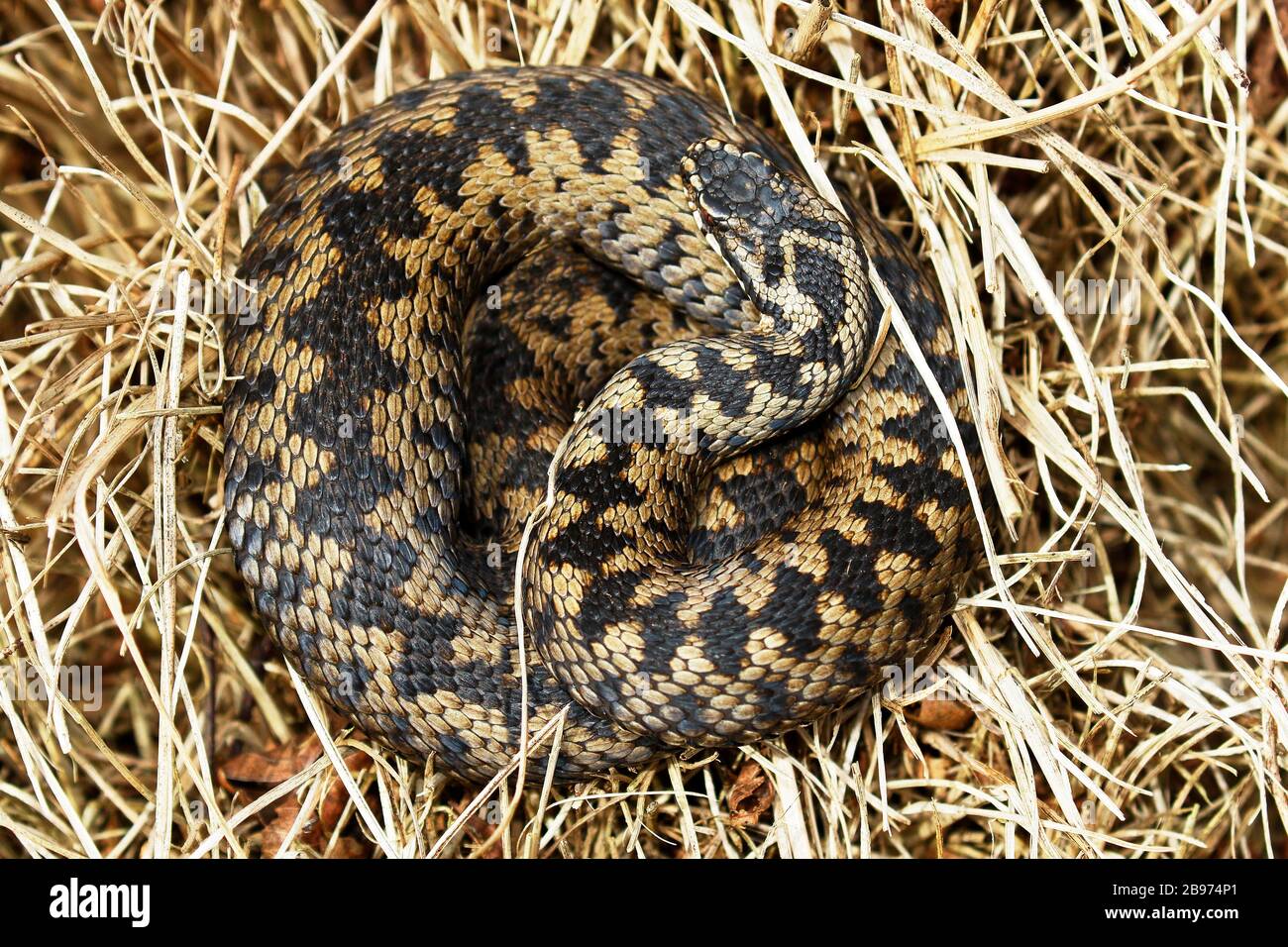 Gemeinsame europäische Stimmung (Vipera berus) sonnt sich in ihrem Versteck, Schleswig-Holstein, Deutschland Stockfoto