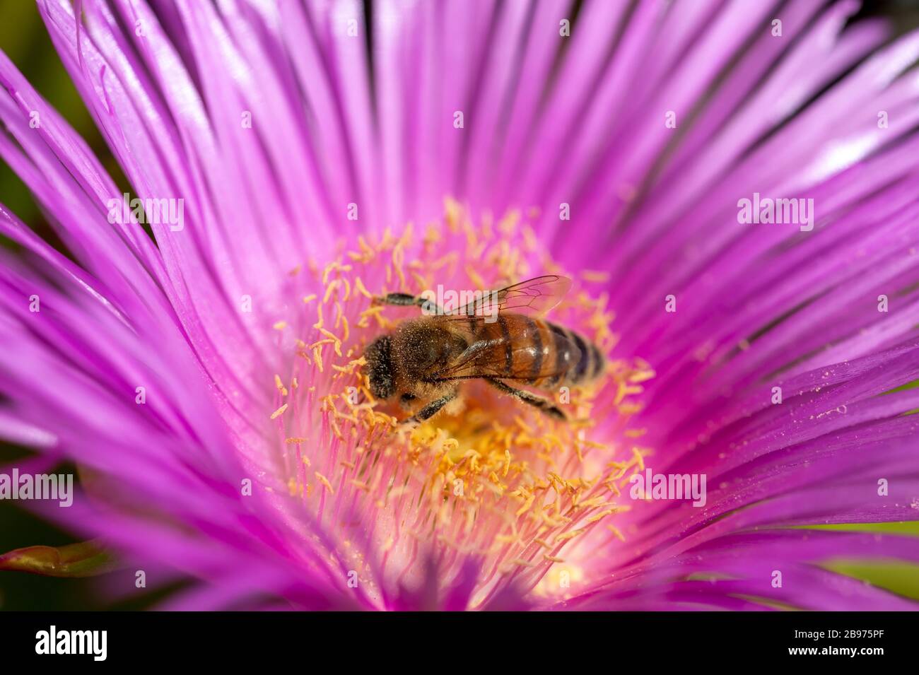 Wildbiene (Apoidea), die Mittagsblume (Delosperma sutherlandii) bestäubt, Krete; Griechenland Stockfoto