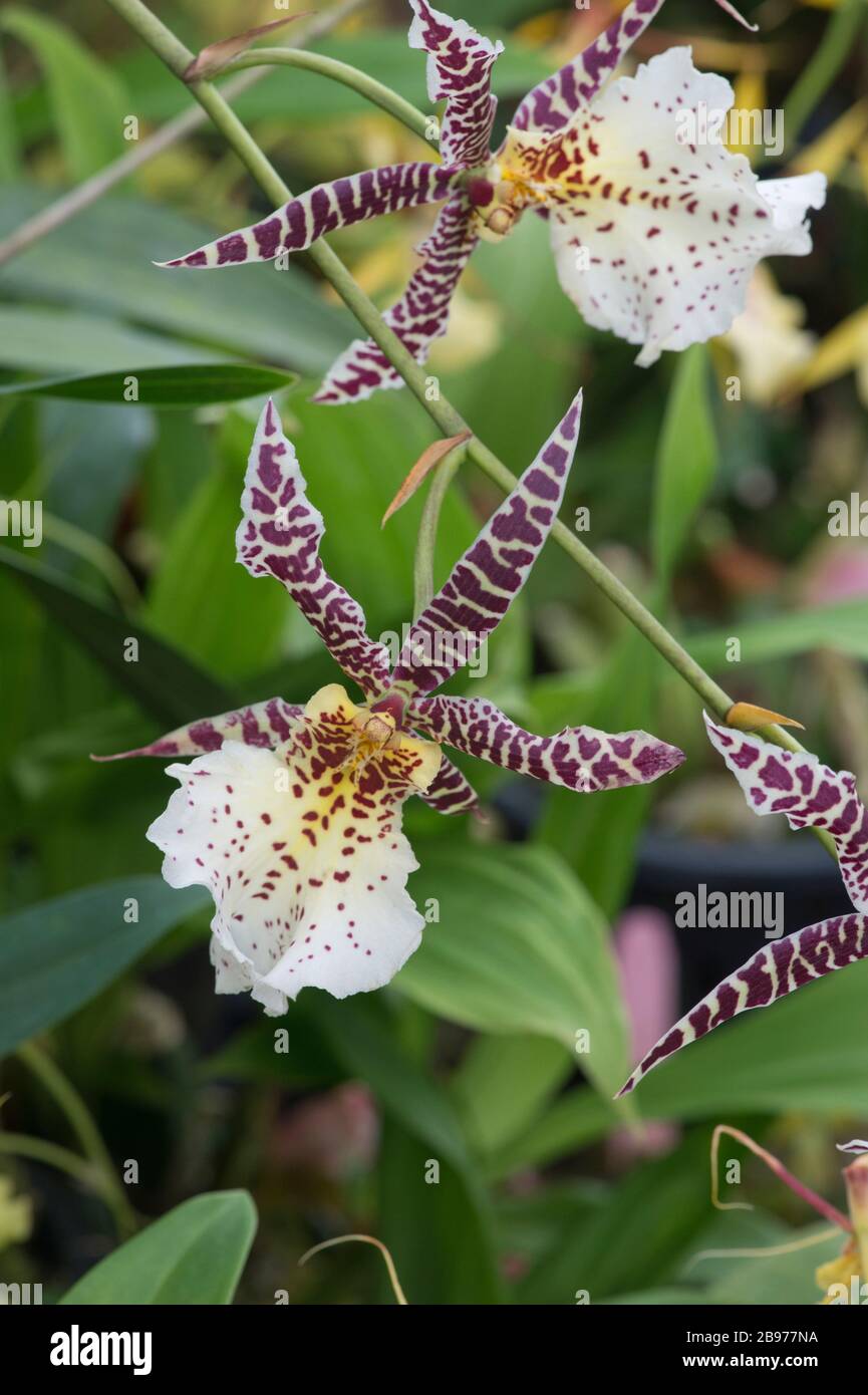 Oncidium Orchidee; Finca Dracula Orchid Farm, Volcan, Panama Stockfoto