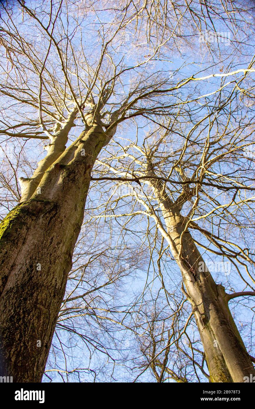 Eine Baumkuppen von zwei buchen im Urwald Sababurg Stockfoto