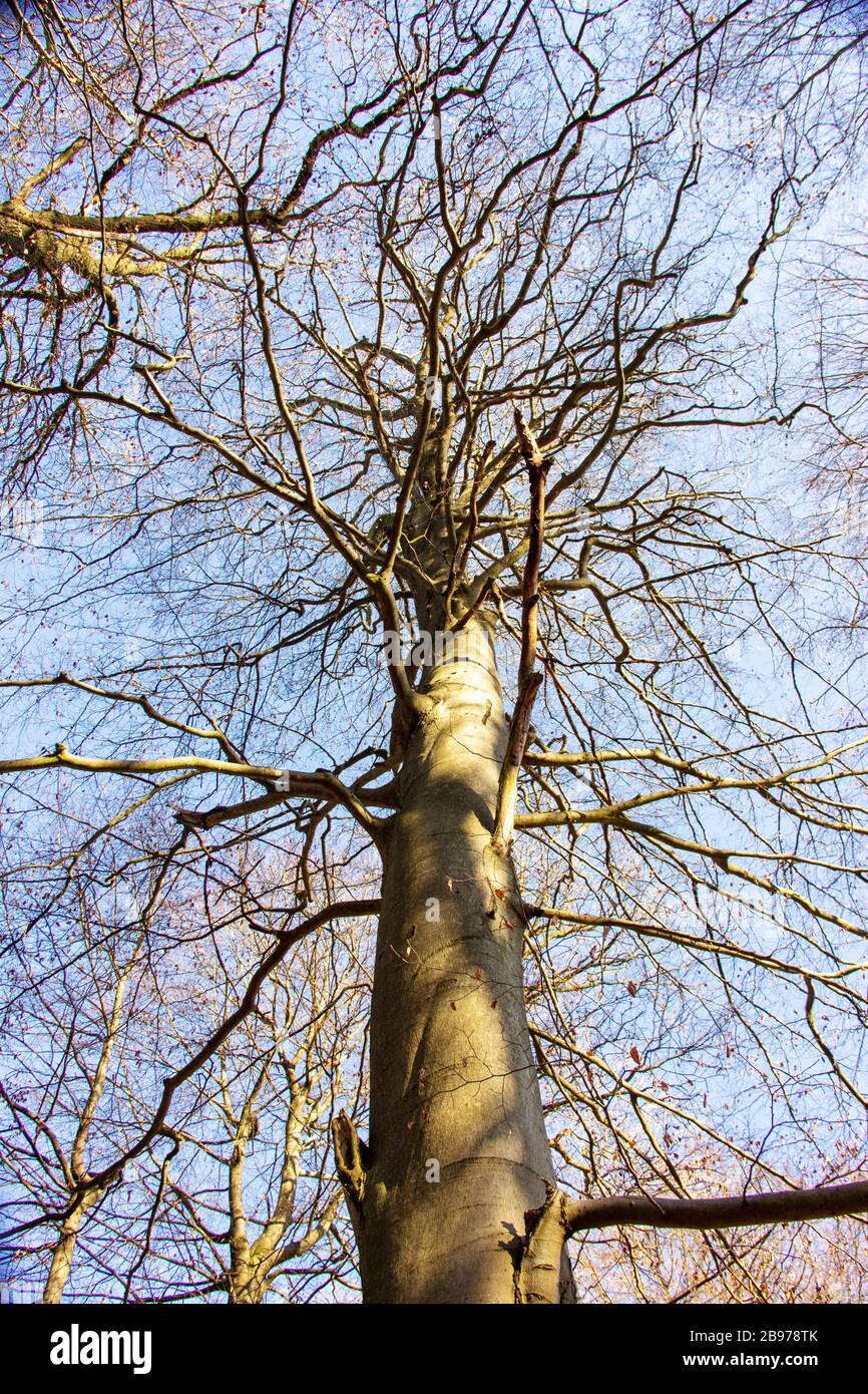 Eine Baumspitze einer großen Buche im Urwald Sababurg Stockfoto