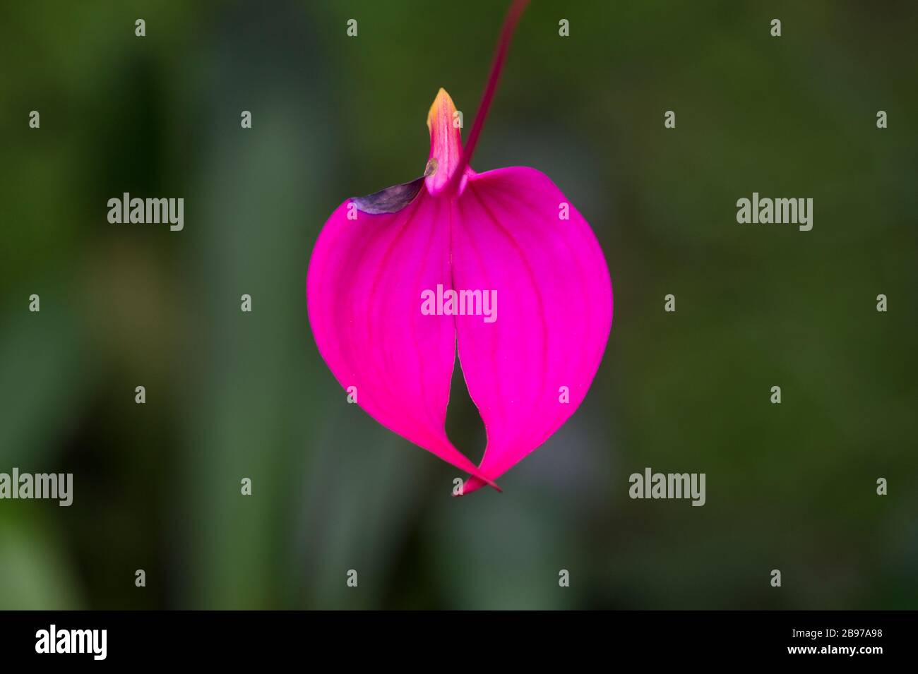 Masdevallia coccinea (La Banderita) Orchidee Stockfoto