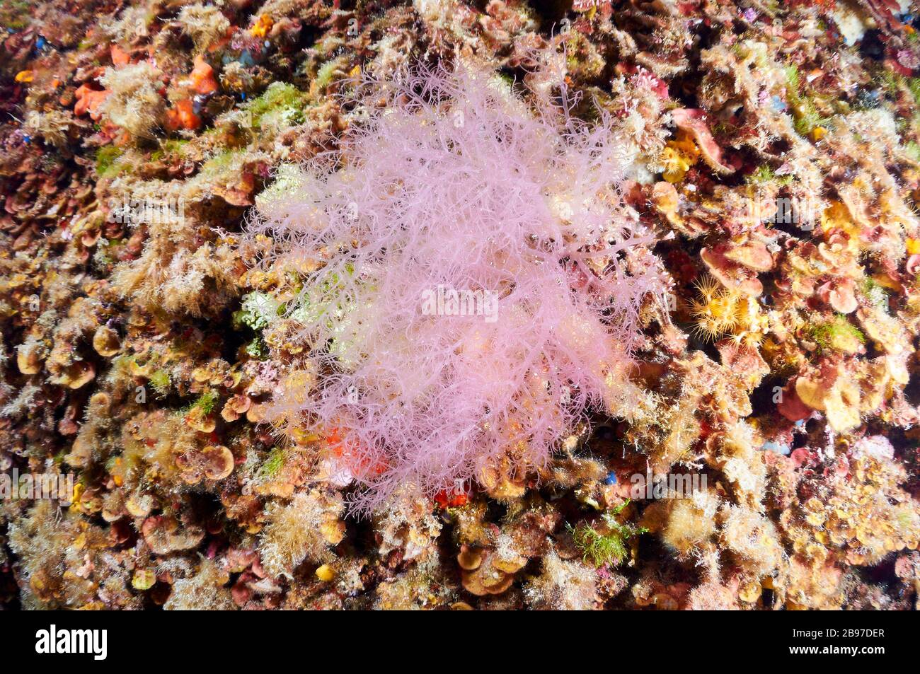 Klebriger Röhrenweed (Gloiosiphonia capillaris) unter Wasser in der Nähe des Naturparks Ses Salines (Formtera, Balearen, Mittelmeer, Spanien) Stockfoto