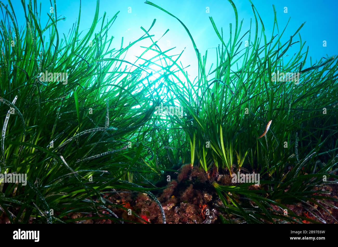 Unterwasserseagrass Neptun (Posidonia ozeanica) unter Sonneneinstrahlung im Naturpark Ses Salines (Formtera, Balearen, Mittelmeer, Spanien) Stockfoto
