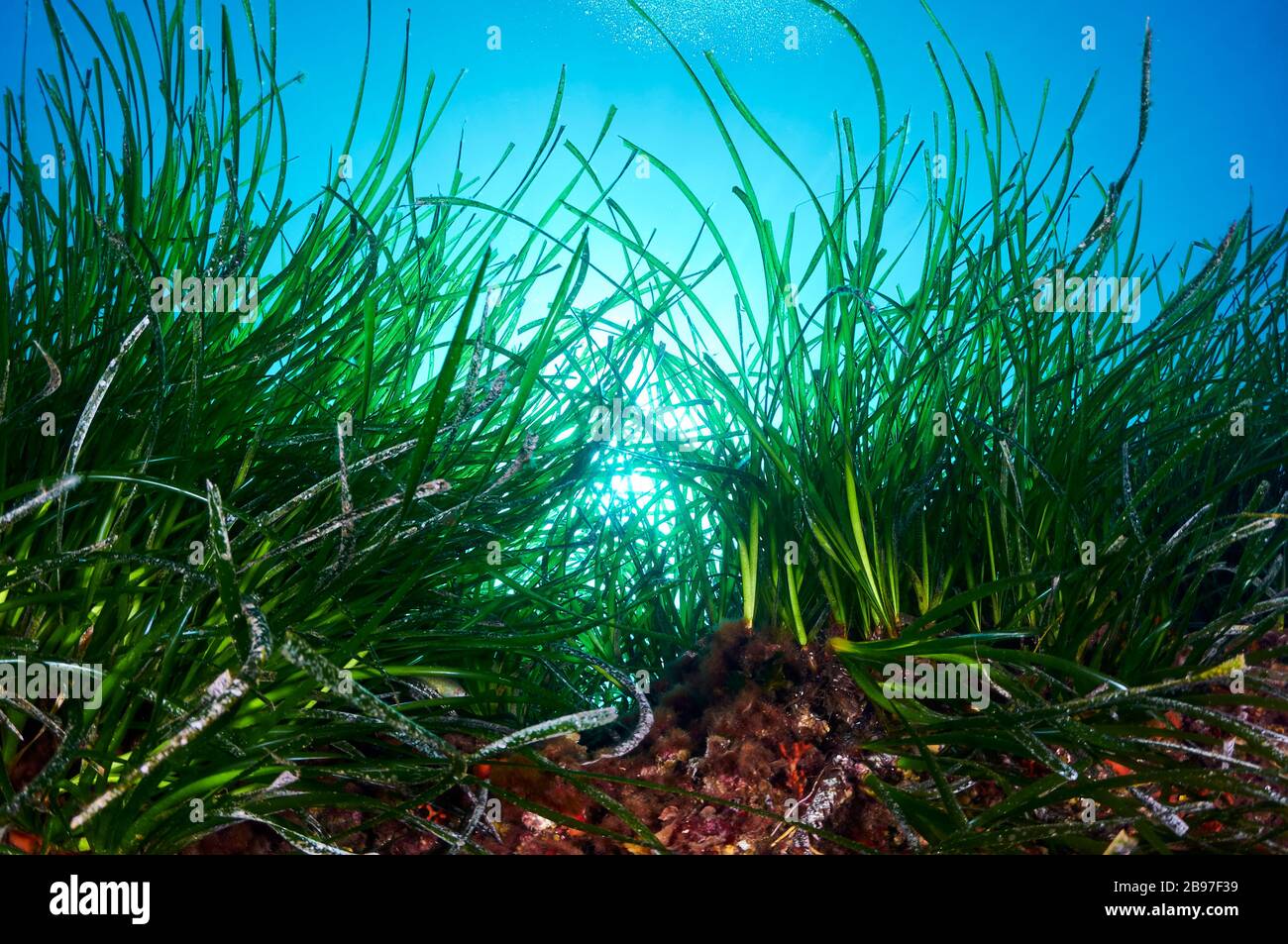 Unterwasserseagrass Neptun (Posidonia ozeanica) unter Sonneneinstrahlung im Naturpark Ses Salines (Formtera, Balearen, Mittelmeer, Spanien) Stockfoto