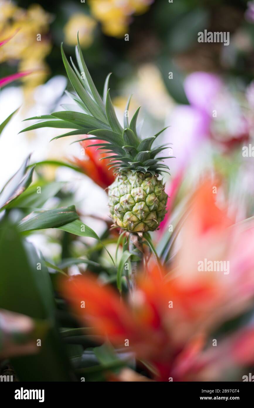 Ananas comosus -Fotos und -Bildmaterial in hoher Auflösung – Alamy Ananas comosus -Fotos und -Bildmaterial in hoher Auflösung – Alamy