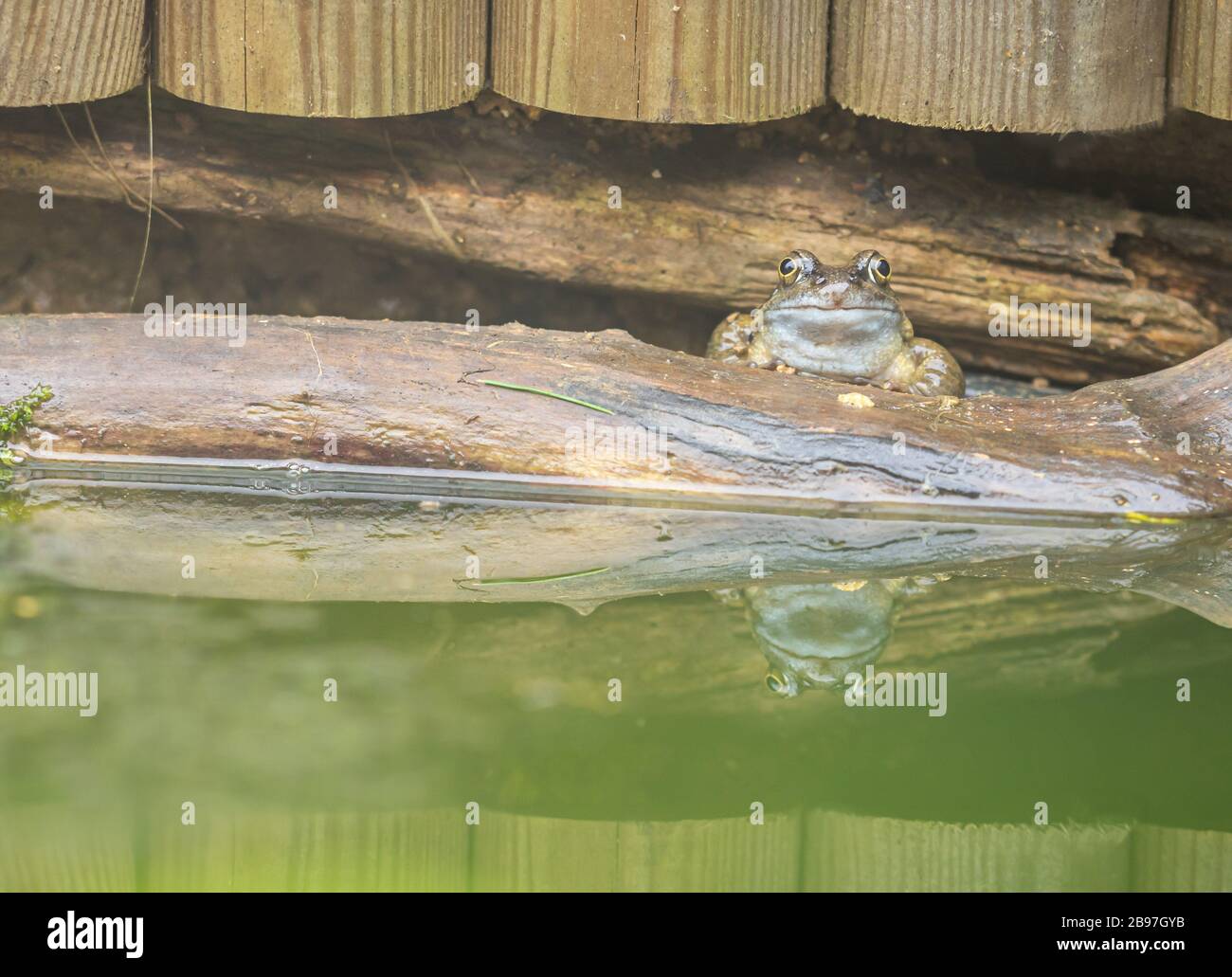 In einem Gartenteich ruhender Frosch, der sich im Wasser widerspiegelt Stockfoto