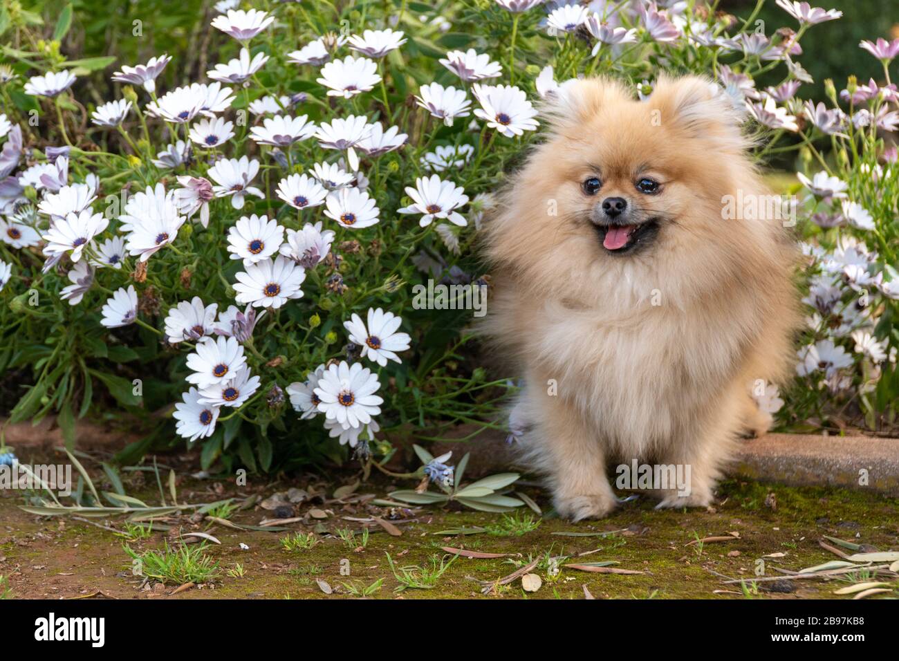 Hund pomeranischer Spitzel auf blühenden Blumen sitzend. Nahaufnahme des  eleganten braunen pomeranischen Hundes. Süßes Furry-Haustier dazwischen  sitzend Stockfotografie - Alamy