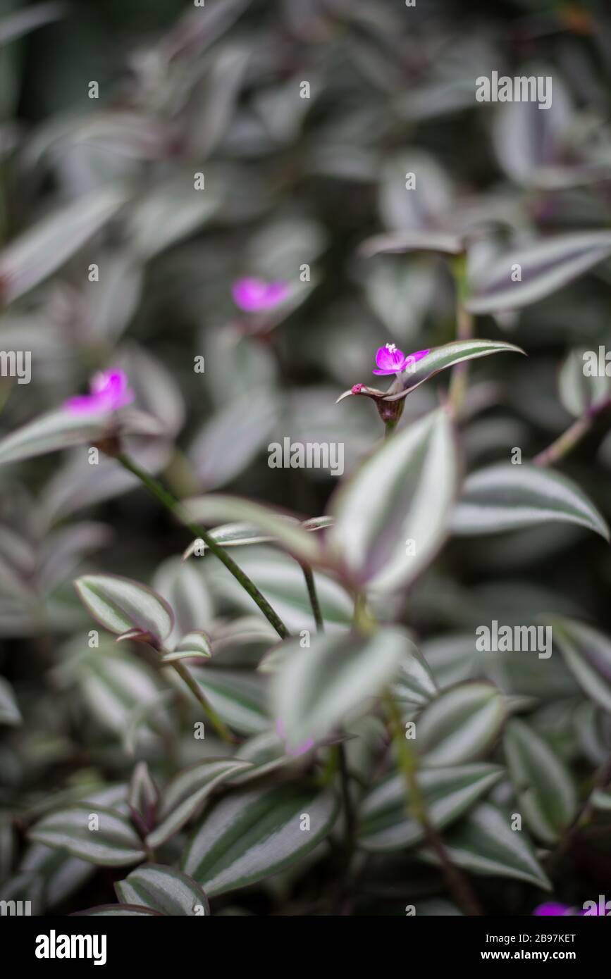 Lila Mauve Blumen unter graugrünen Silberblättern im Princess of Wales Conservatory, Royal Botanical Gardens at Kew, Richmond, London Stockfoto