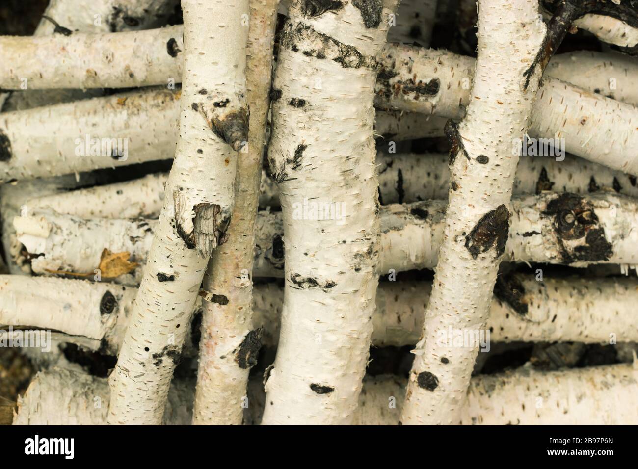 Nahaufnahme von Birkenstöcken Hintergrundtextur Stockfoto