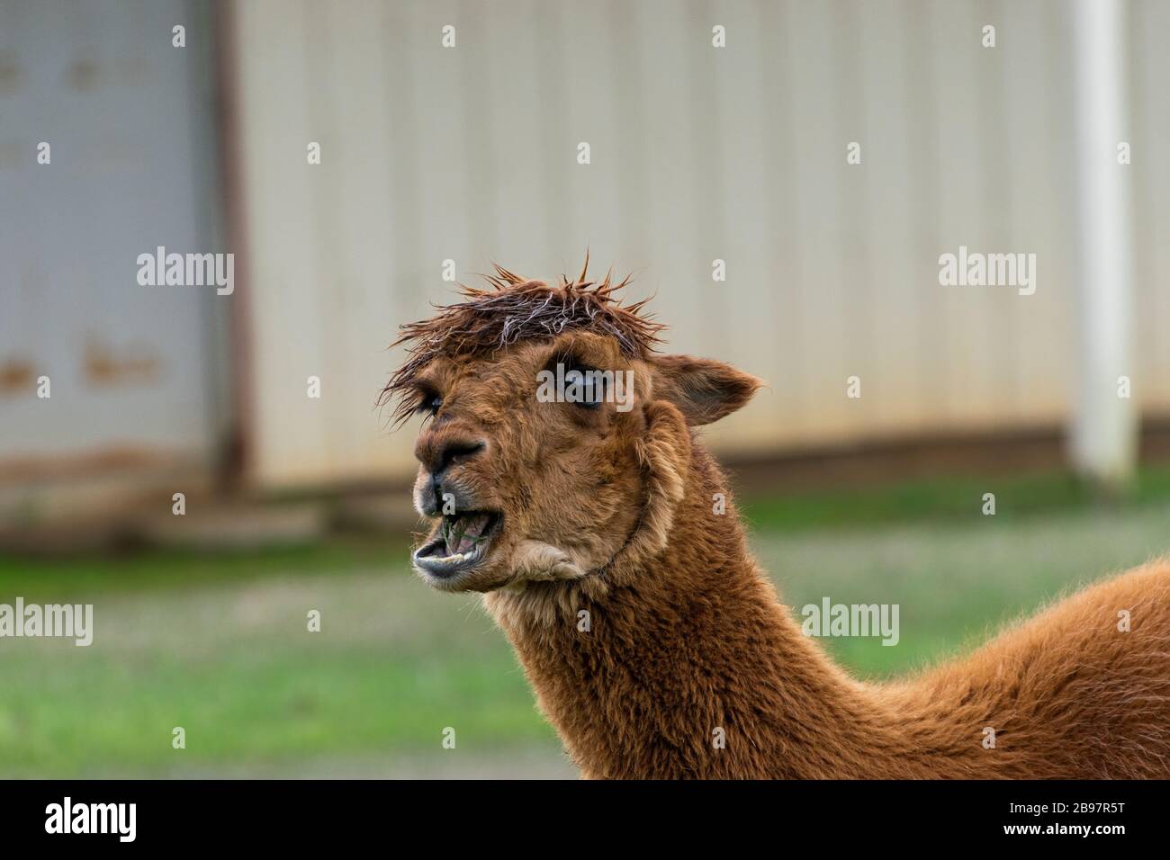 Süßer, furriger, brauner Alpaka mit offenem Mund, wie er Gras isst, während er vor einem braunen, metallenen Gebäude auf einer Ranch-Weide steht. Stockfoto